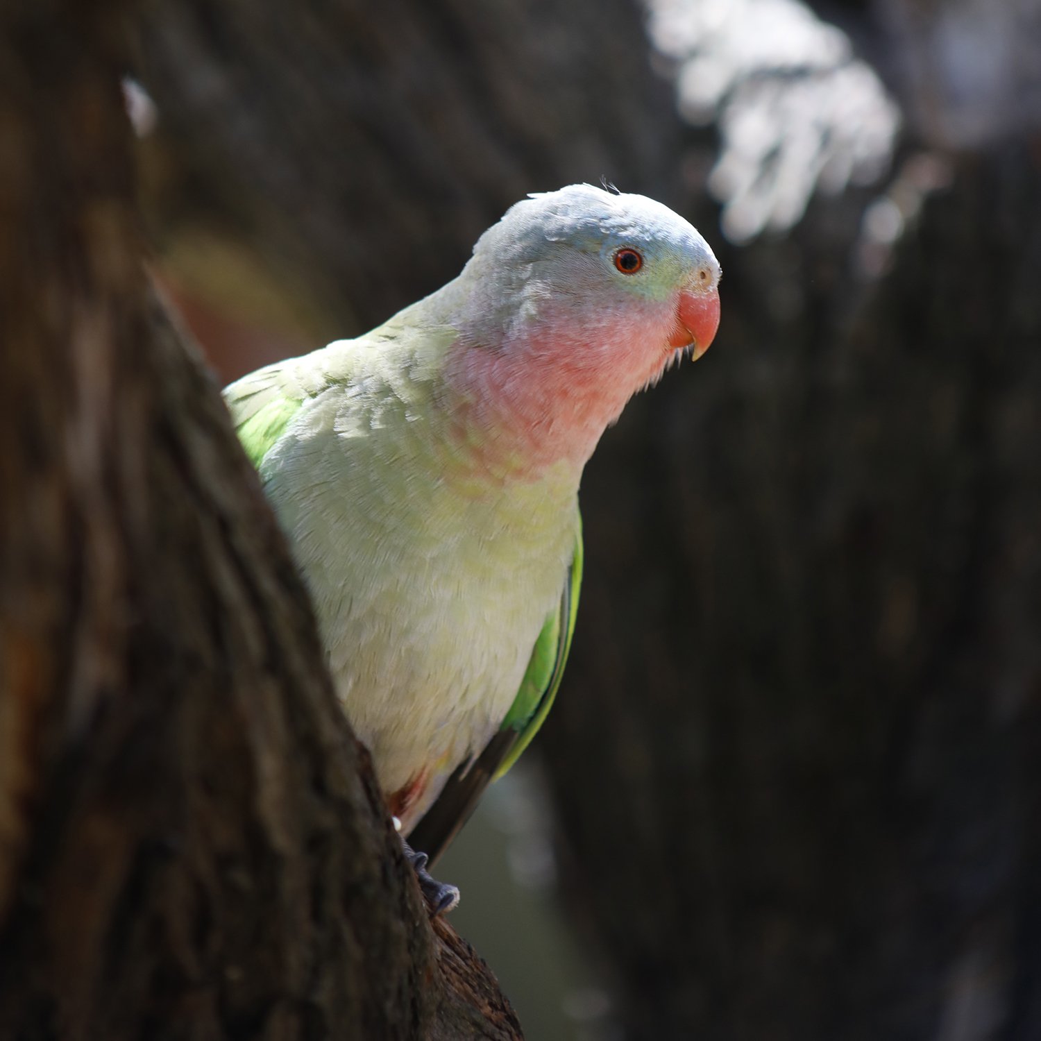 Guardian of the Grove.jpg