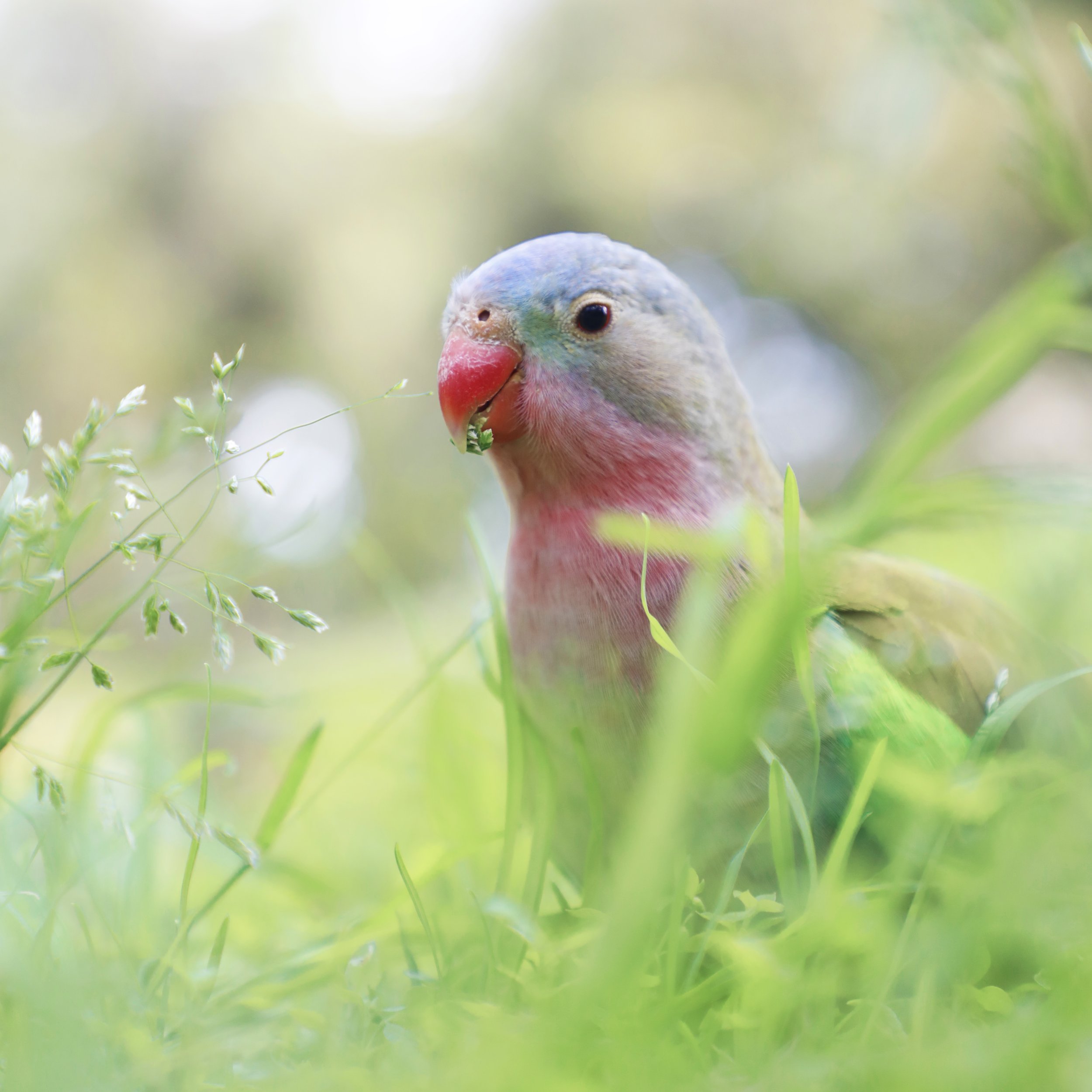 Whispers of the Grass.jpg