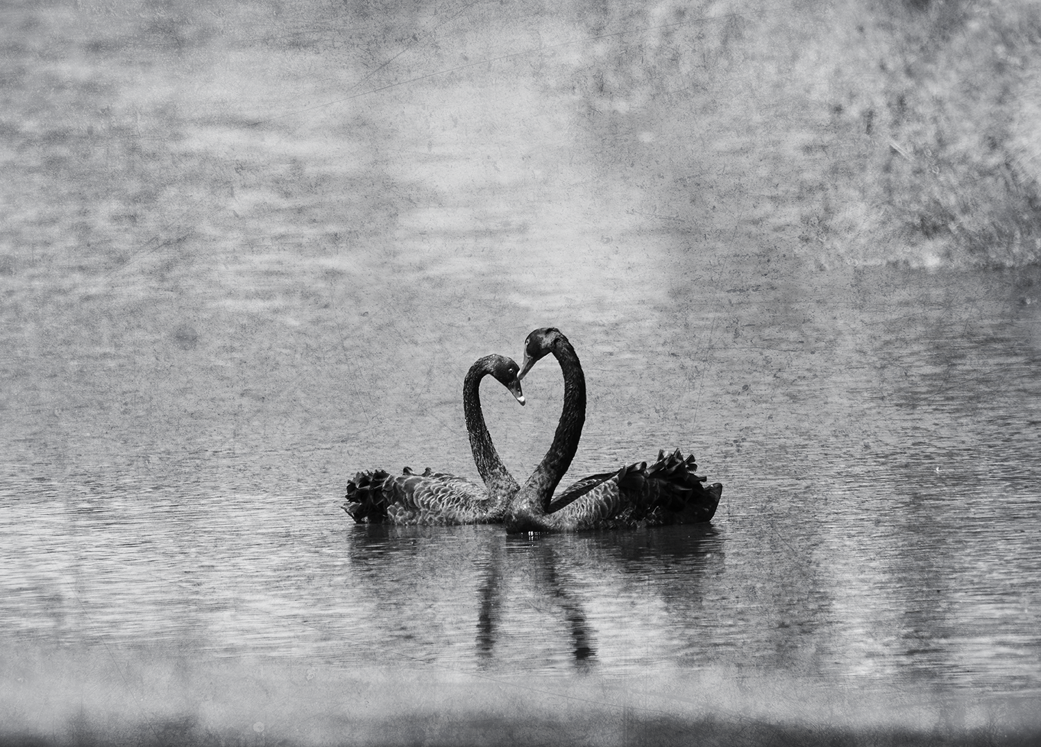 Heart on the Water.png