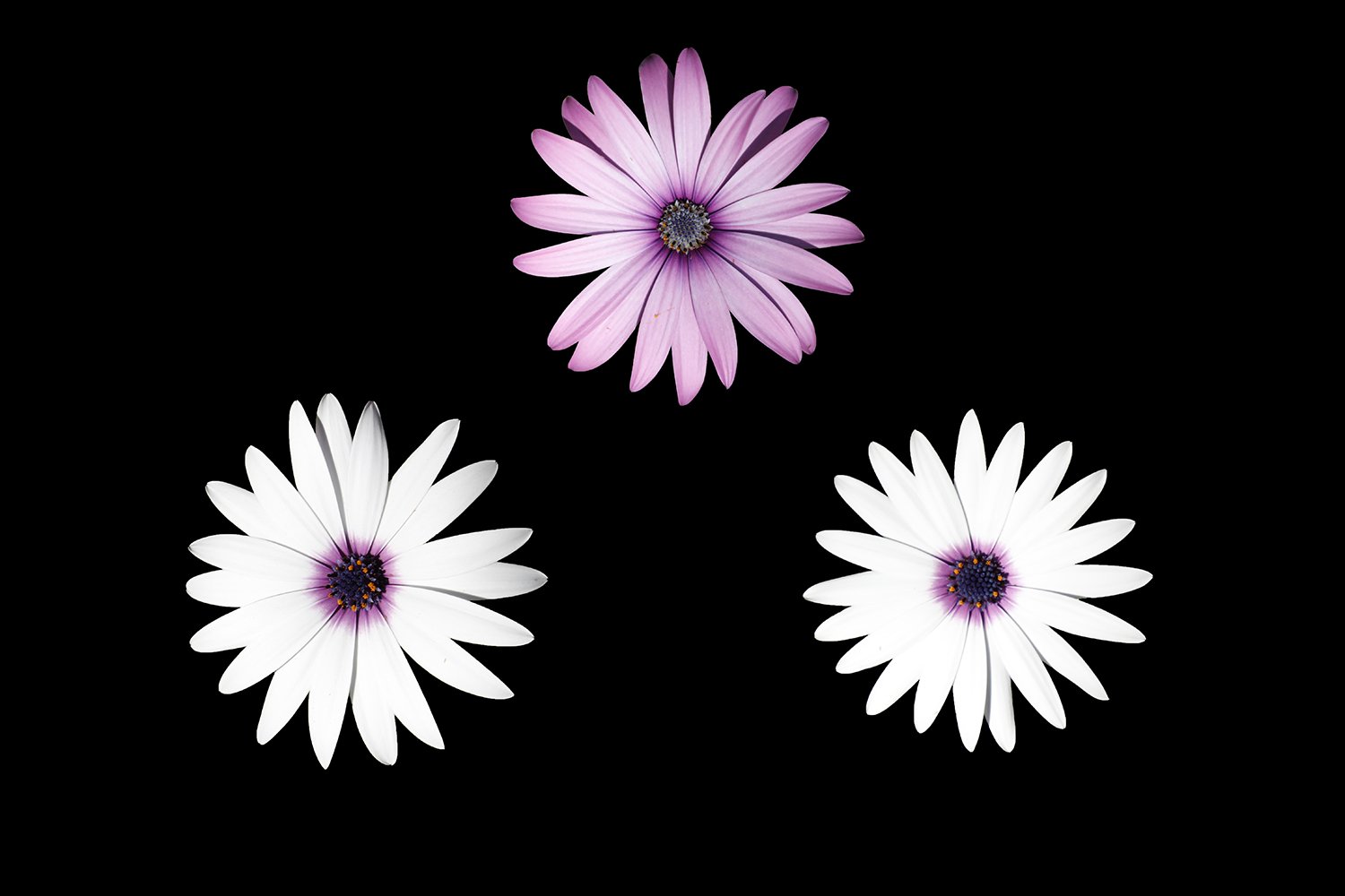Triad of Grace.jpg