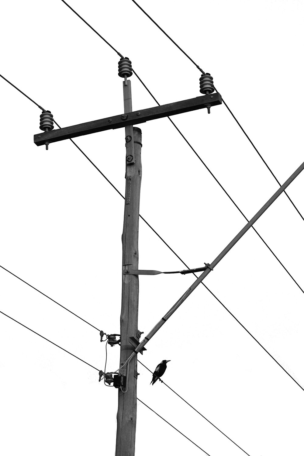 Perch in the Grid.jpg