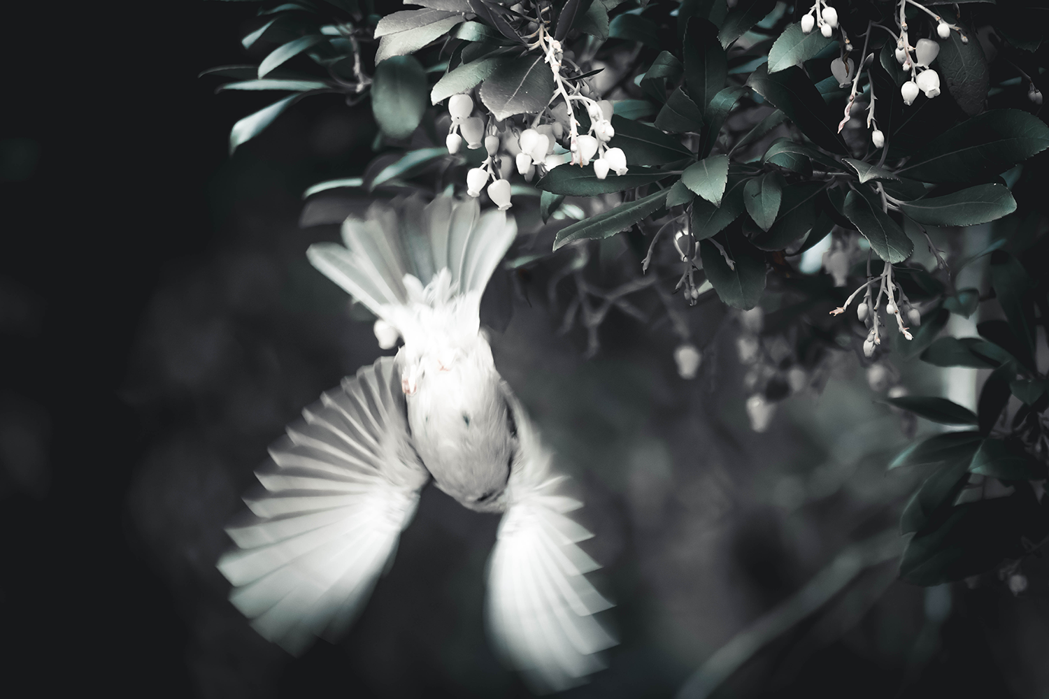 Whisper of Wings.png