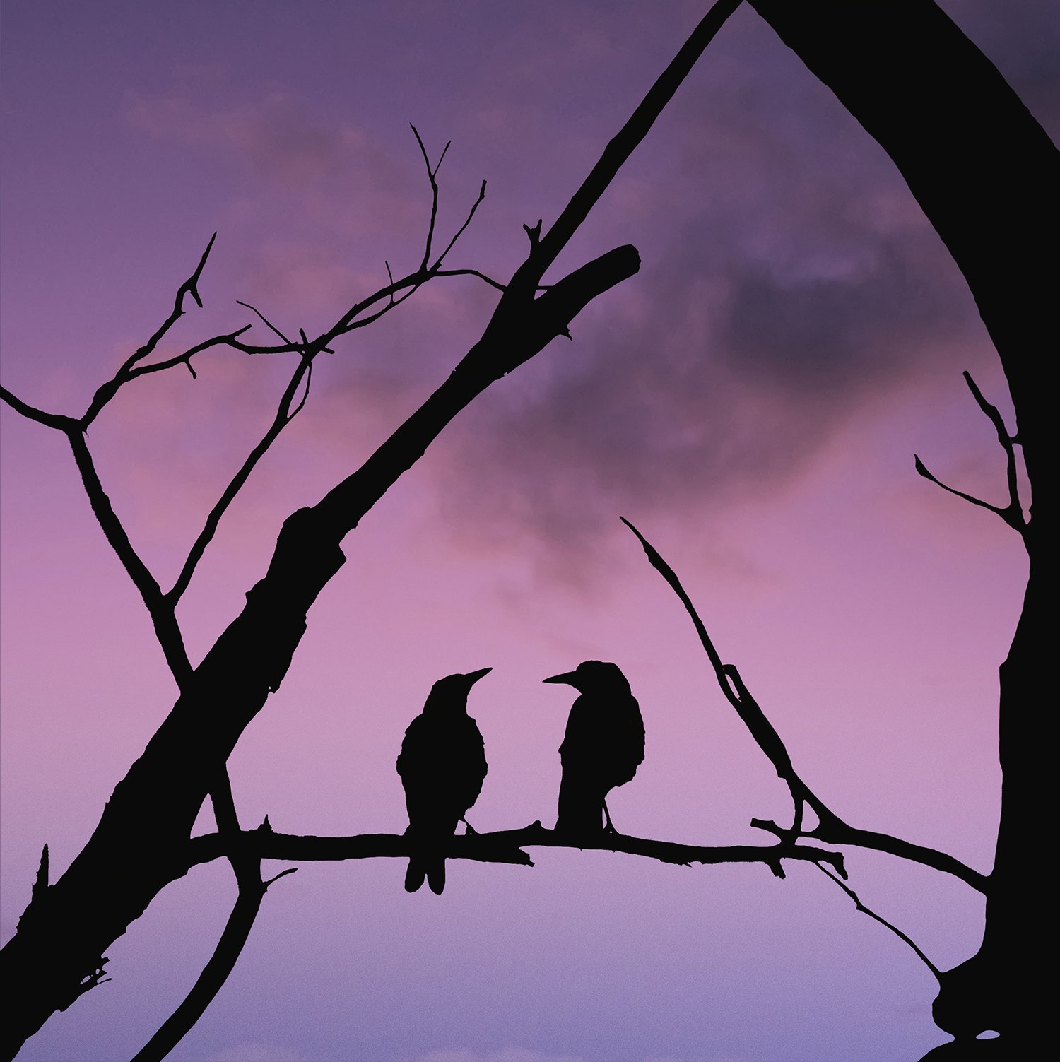 Evening Serenade.jpg