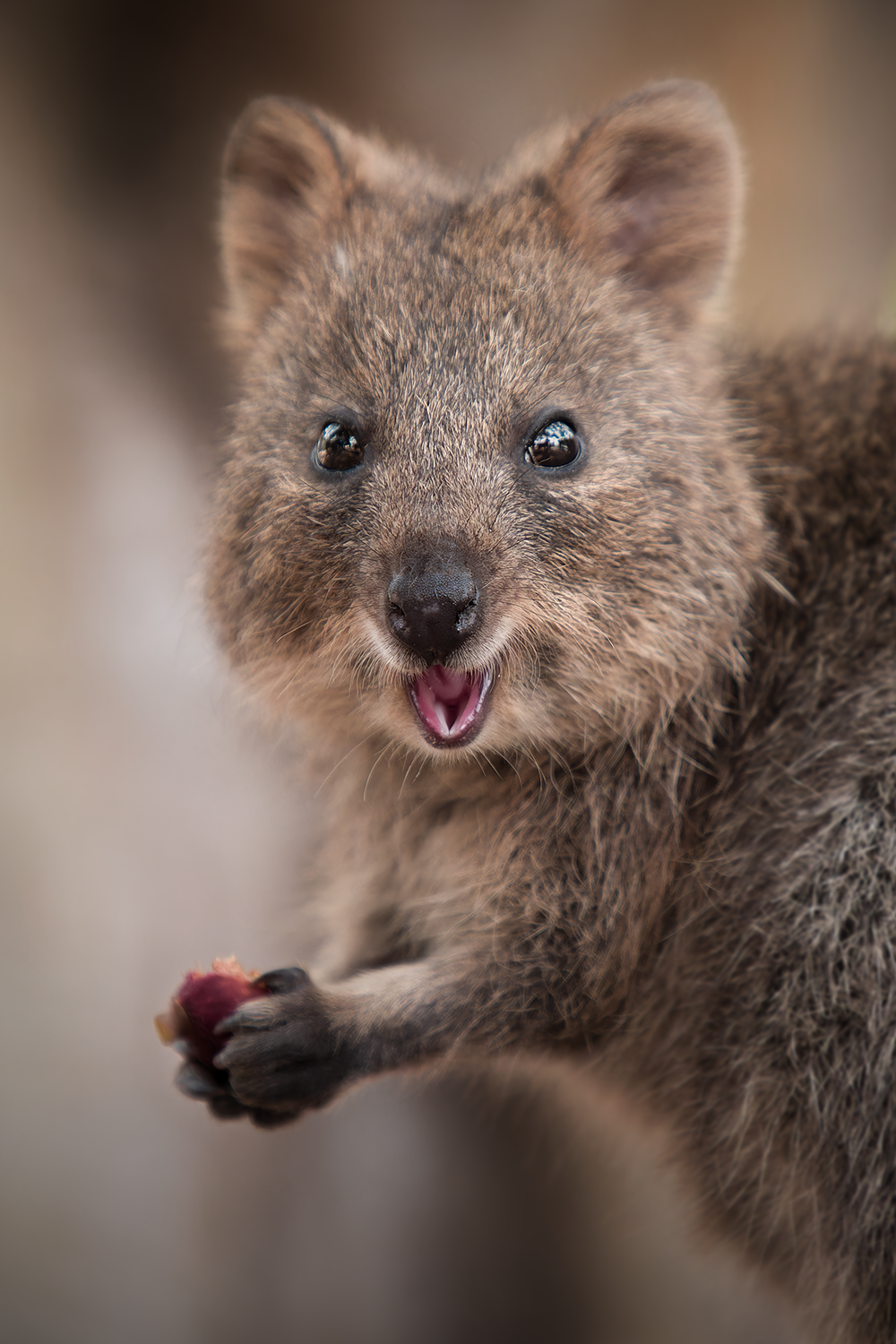 Joyful Quokka.png