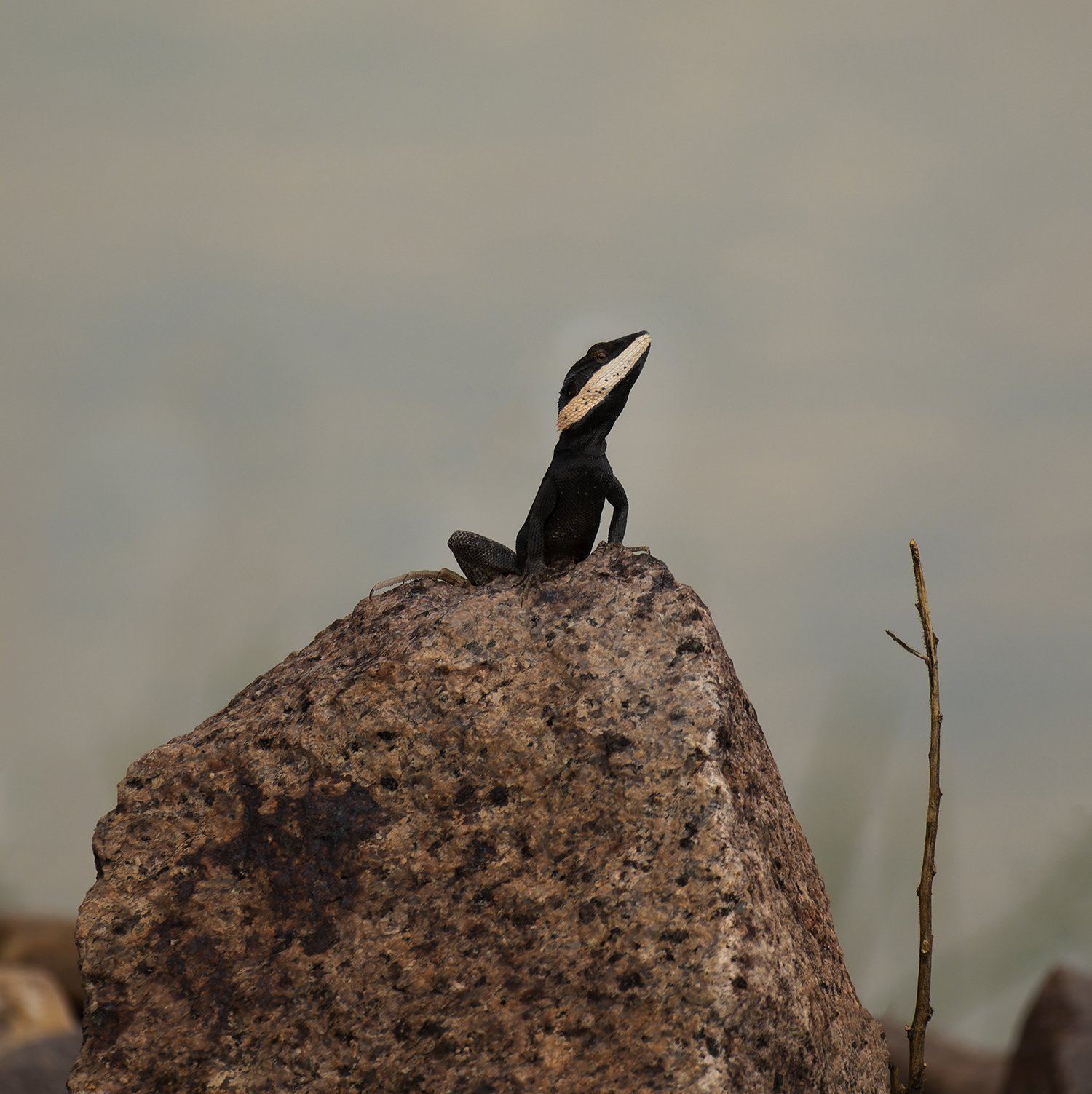 The Rock Monarch.jpg