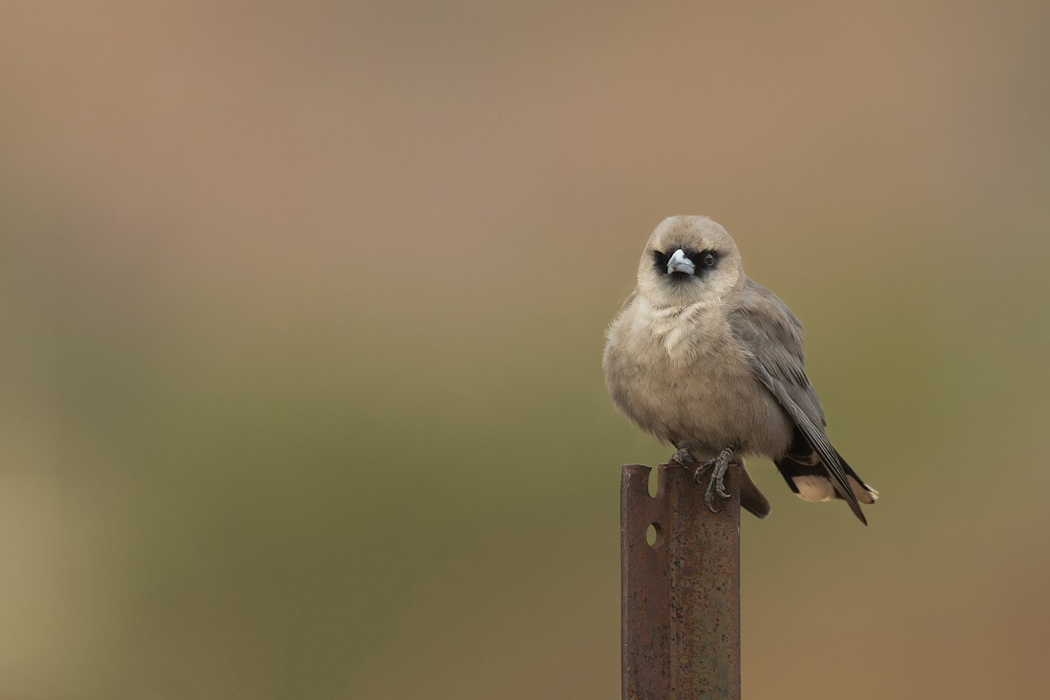 Perched in Solitude.jpg