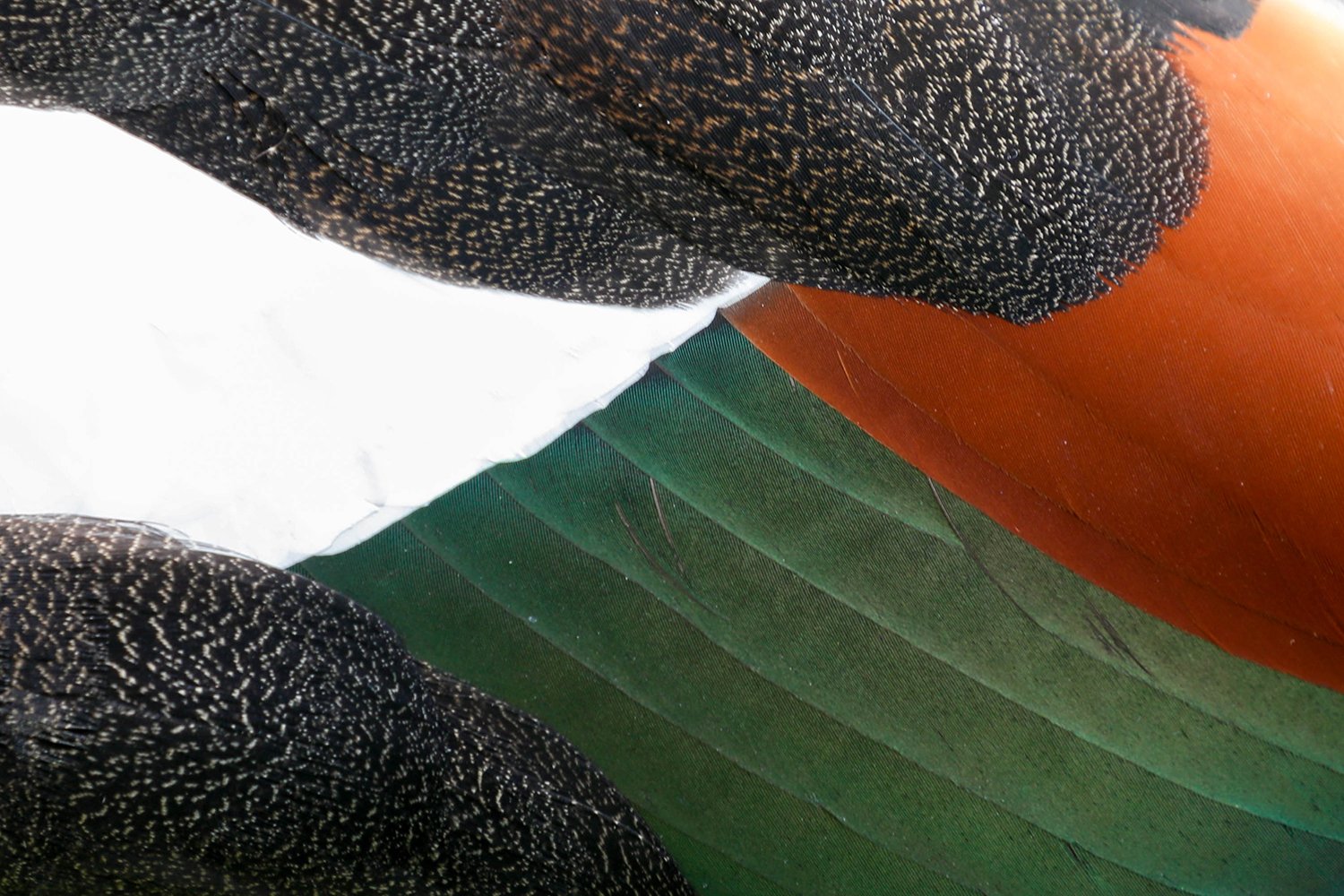 Feathered Palette.jpg