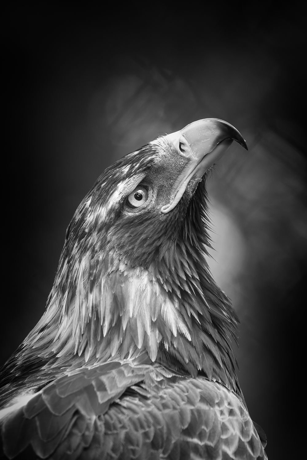 Regal Gaze.png