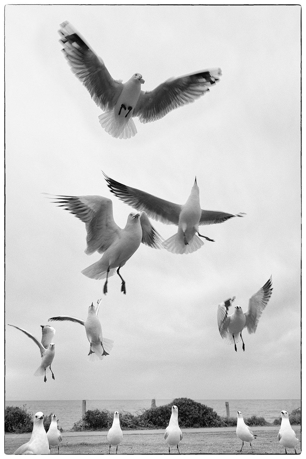 The Gathering Flight.png