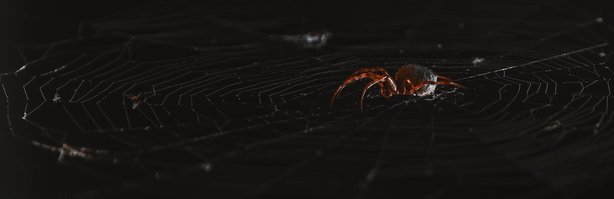 Web of Shadows copy.jpg