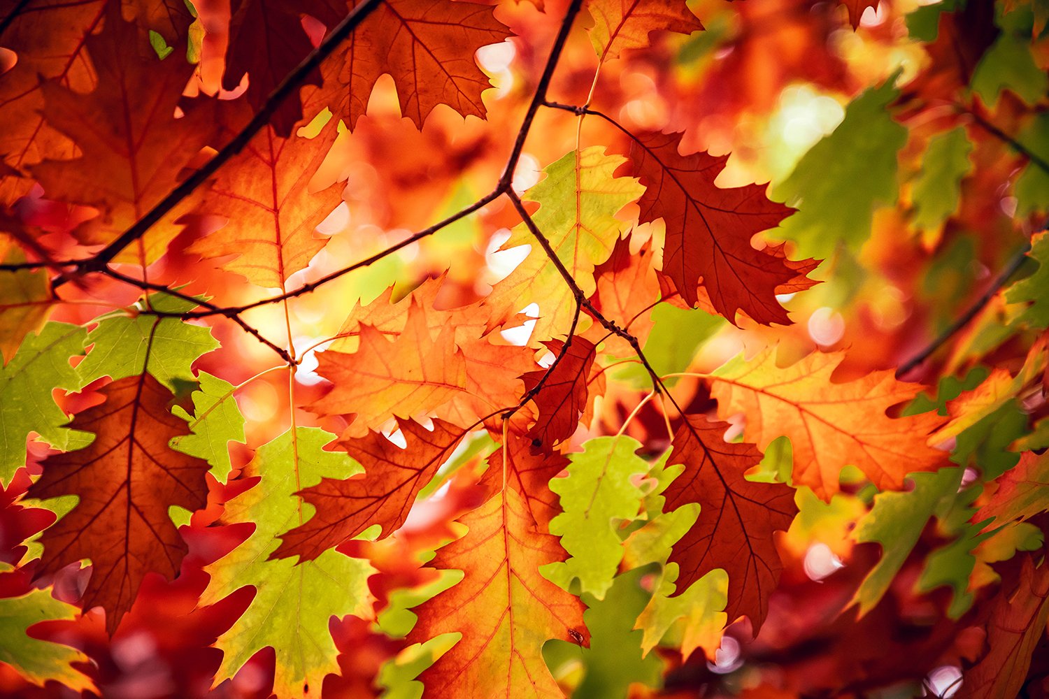 Autumn's Embrace.jpg