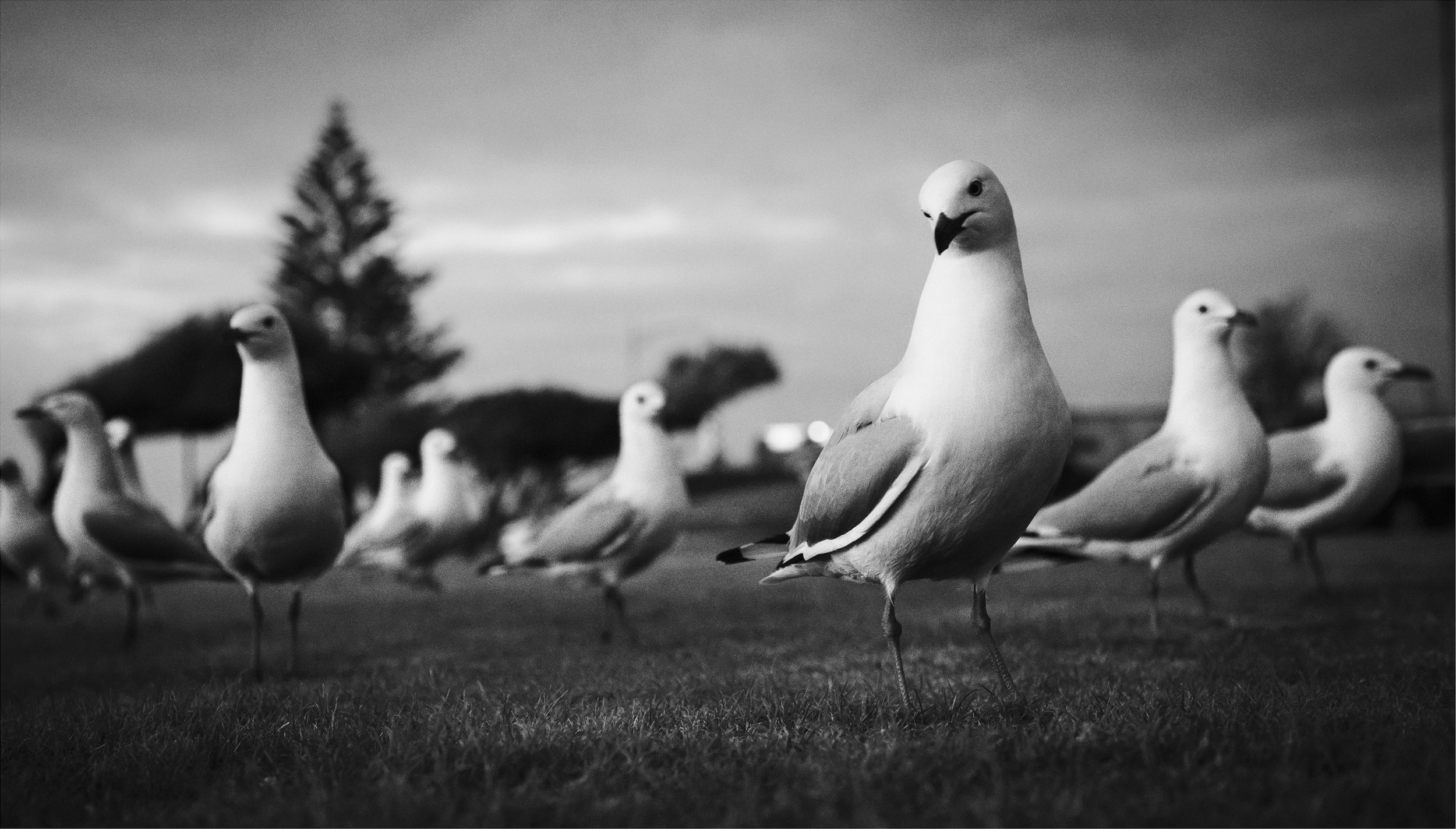 The Watchful Flock.jpg