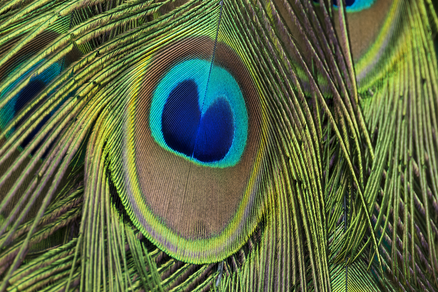 The Eye of Elegance.png