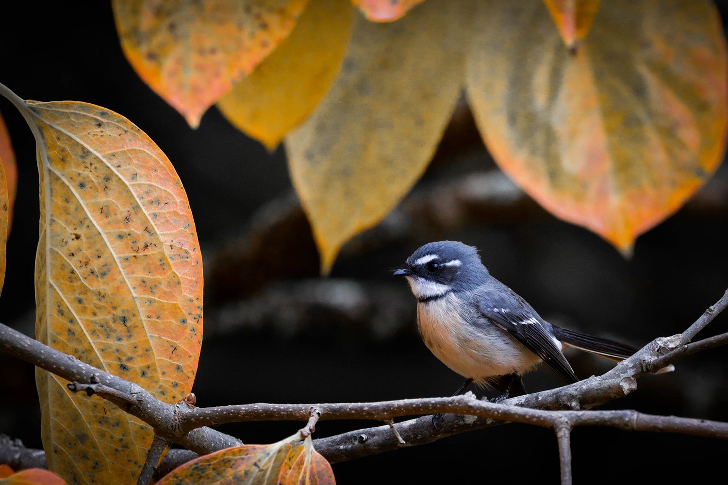 Autumn Sentinel.jpg