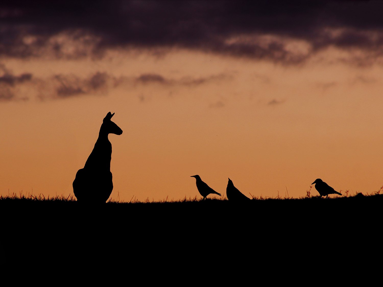 Twilight Companions.jpg