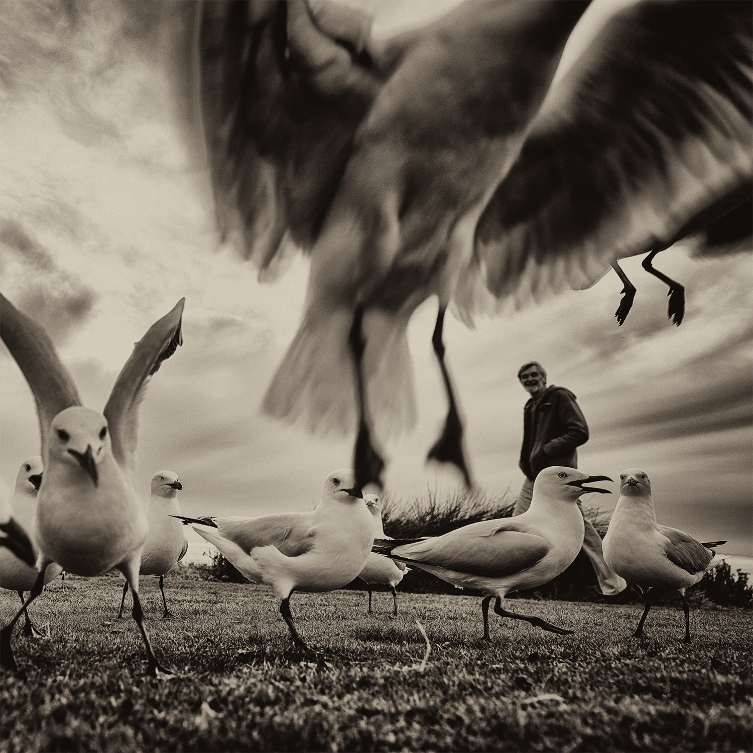 Flock Frenzy.png