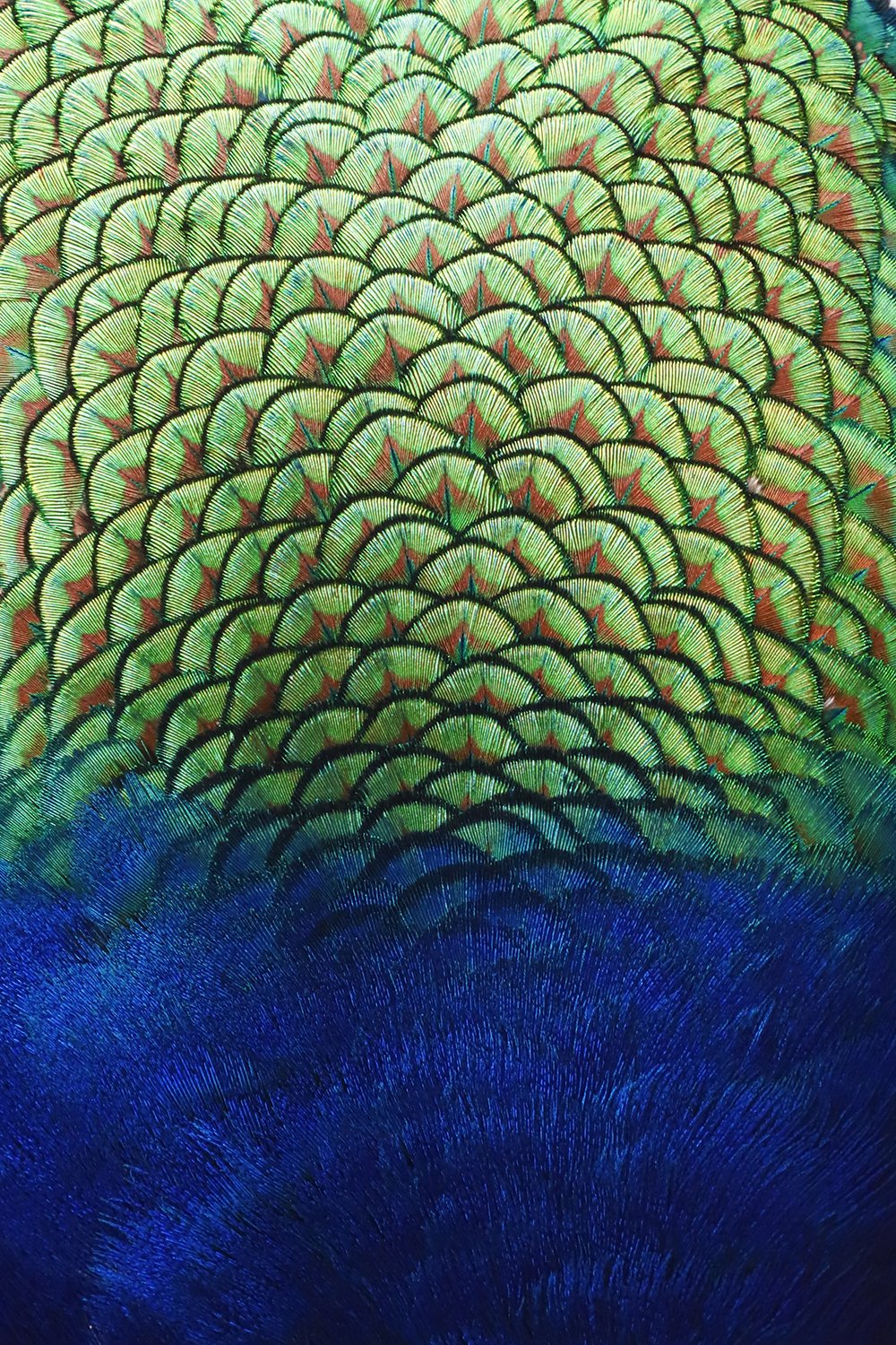 Nature's Mosaic.jpg