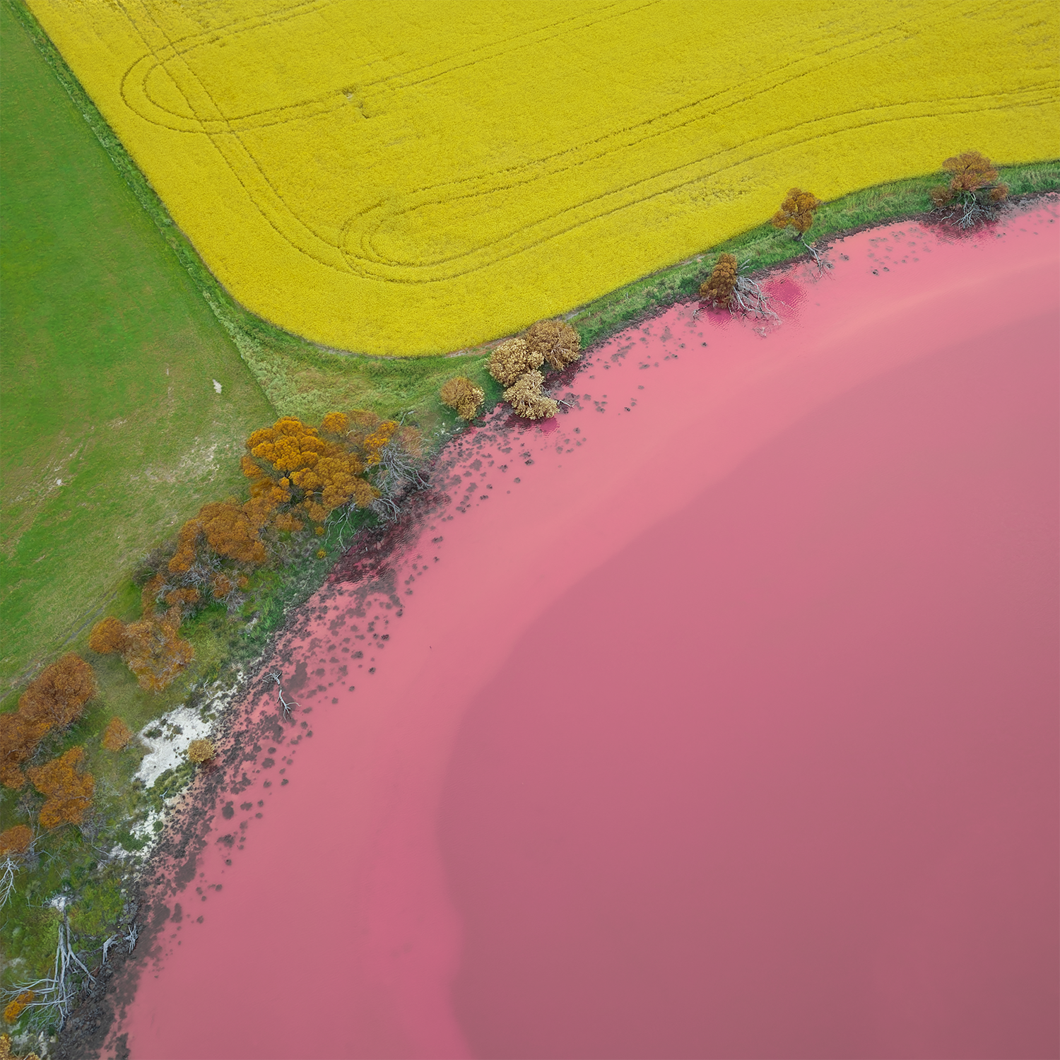 Vivid Boundaries - Nature’s Palette of Pink, Yellow, and Green.png