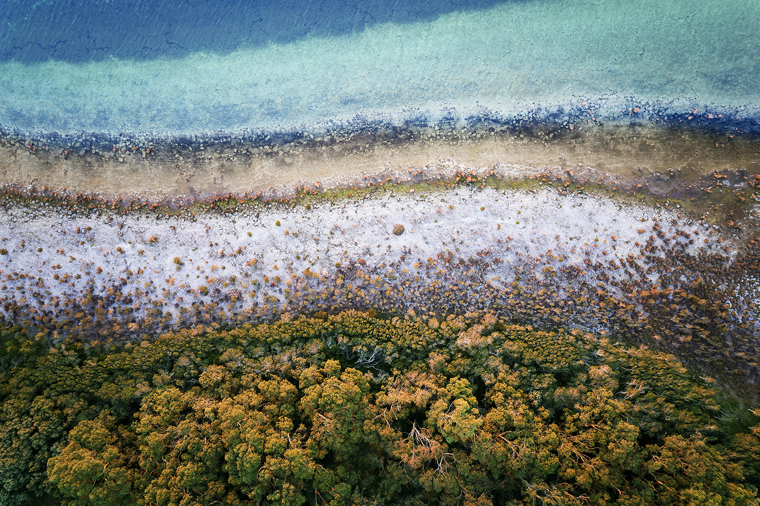 Where Forest Meets the Sea.png