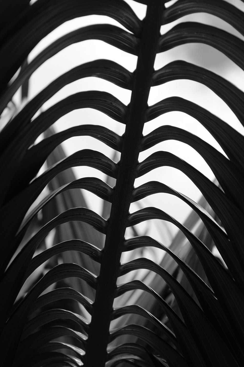 Nature's Framework.jpg