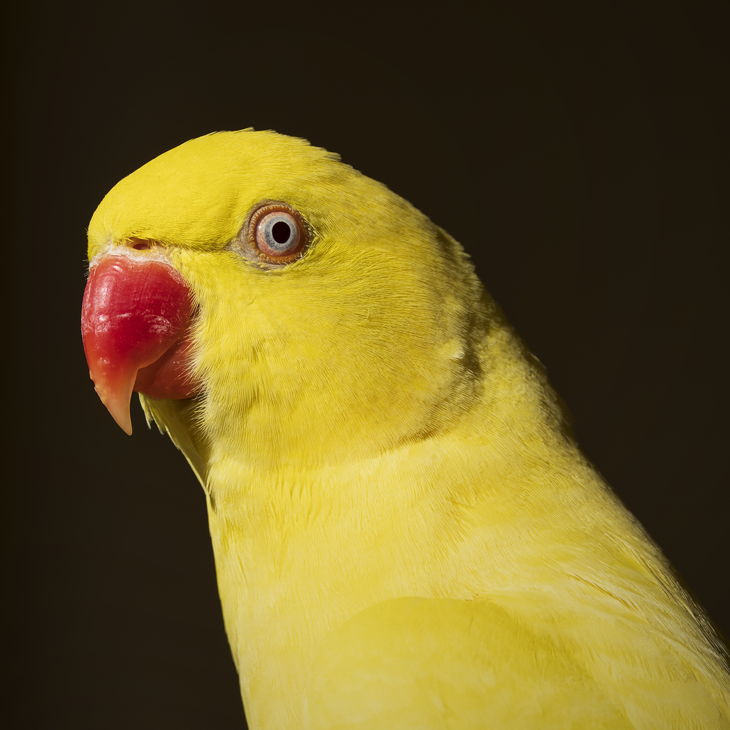 Lemon Majesty.png