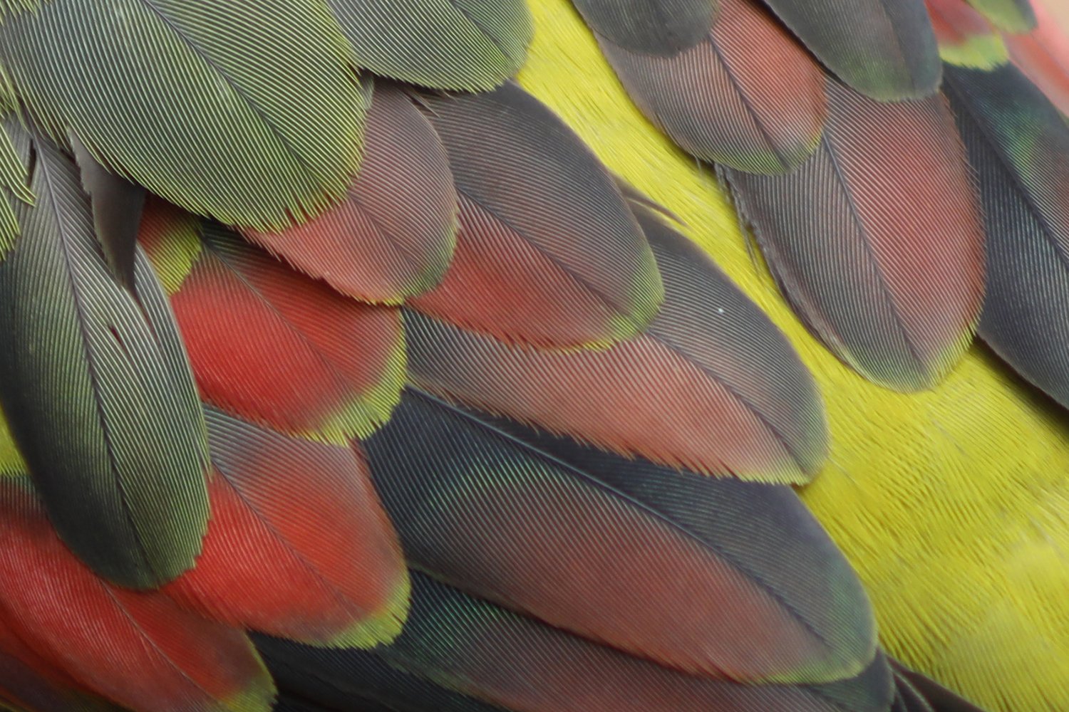 Palette of a Regent.jpg
