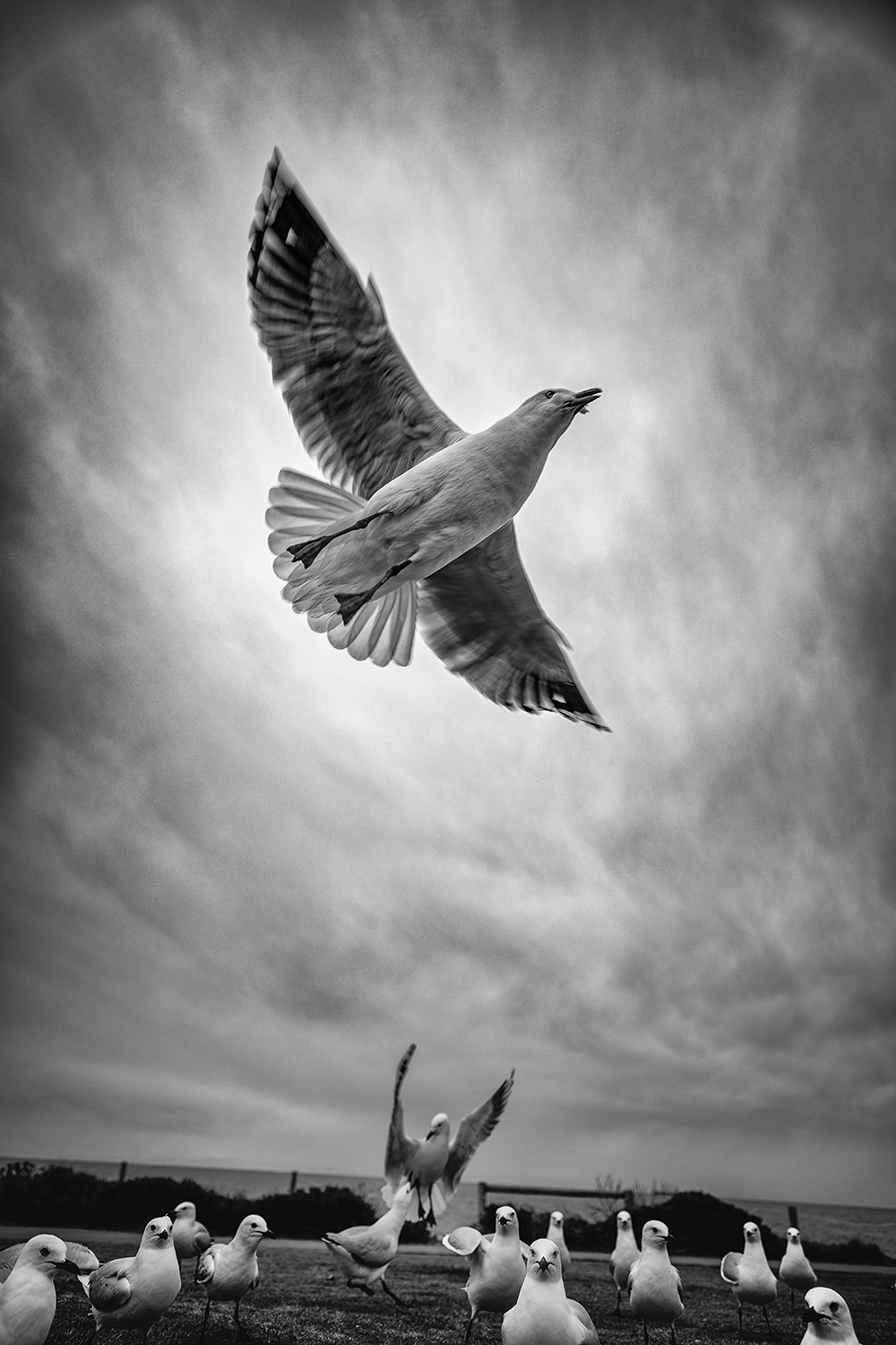 Leading the Flock.png