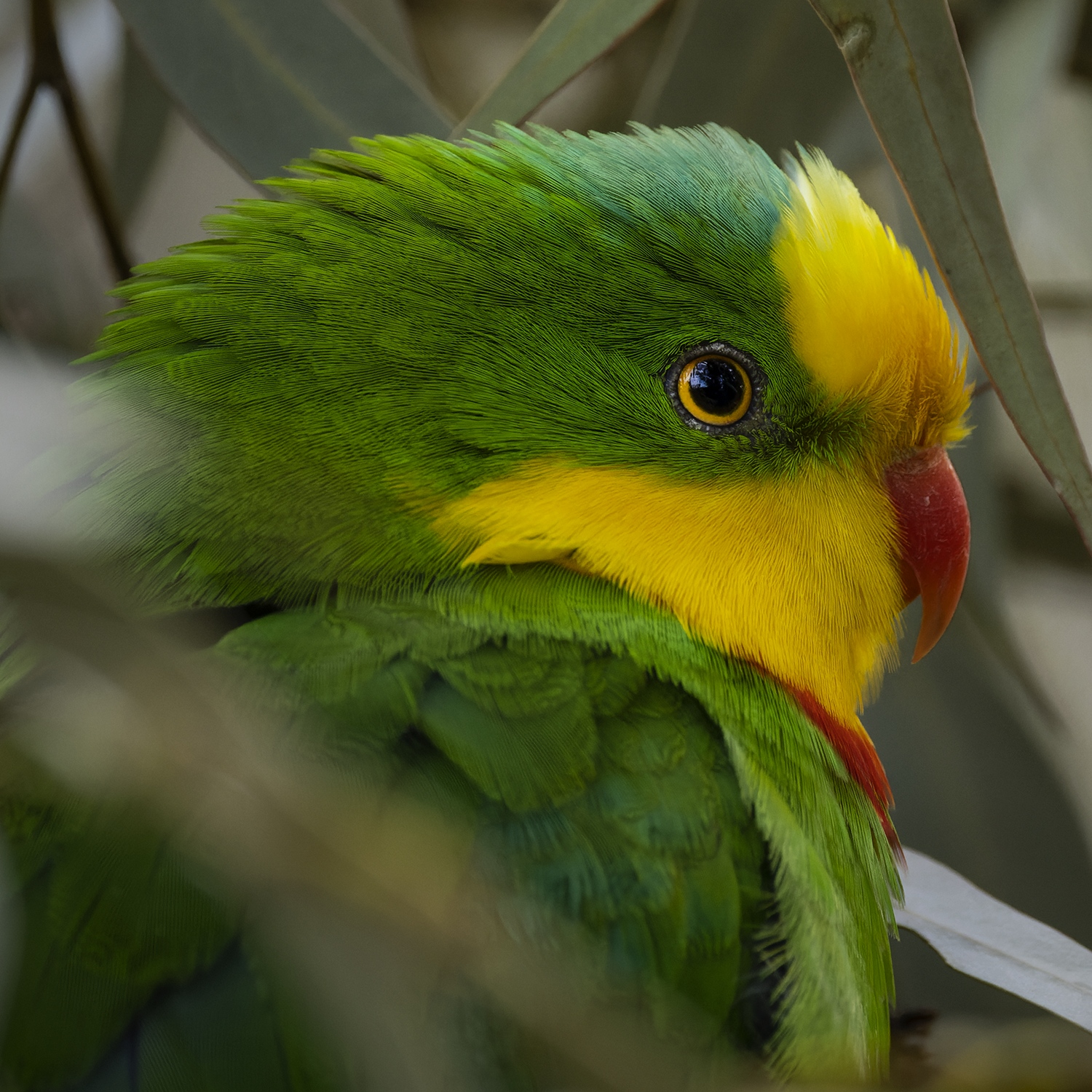 Verdant Majesty.png