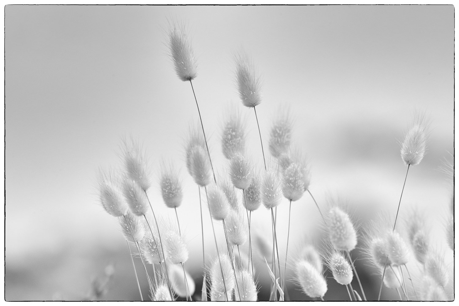 Whispers of the Breeze.jpg