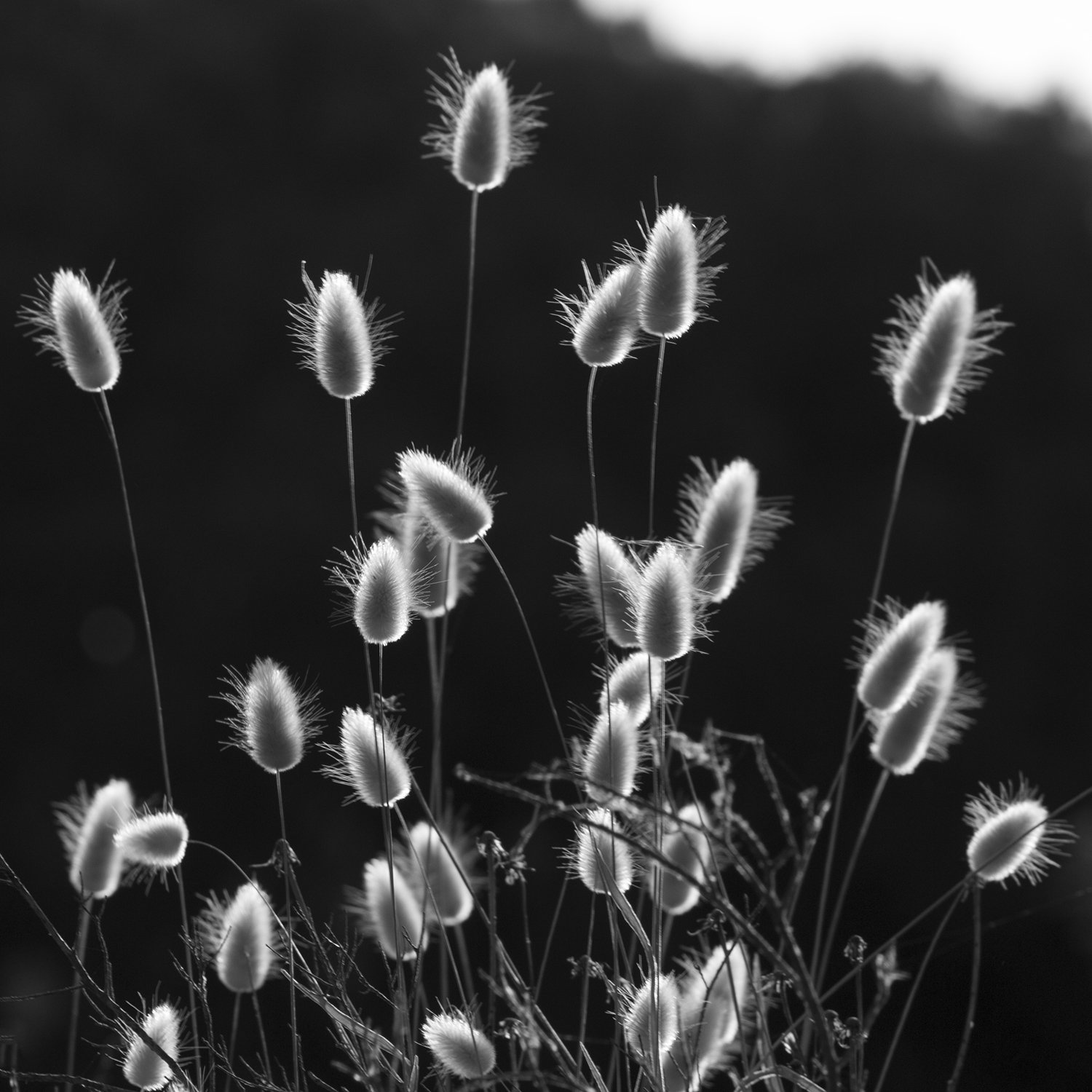 Whispers of Light.jpg