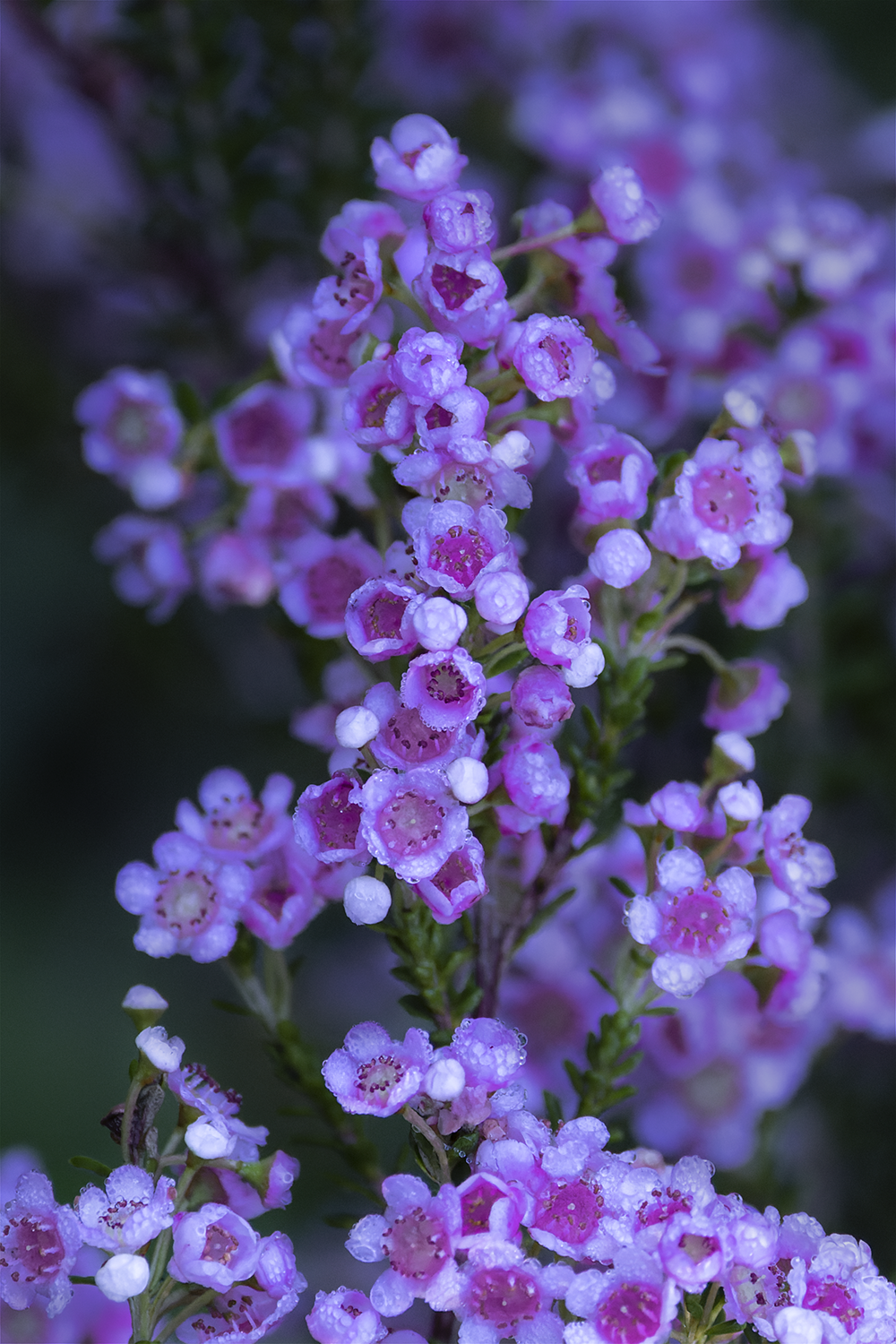 Dew-Kissed Elegance.png