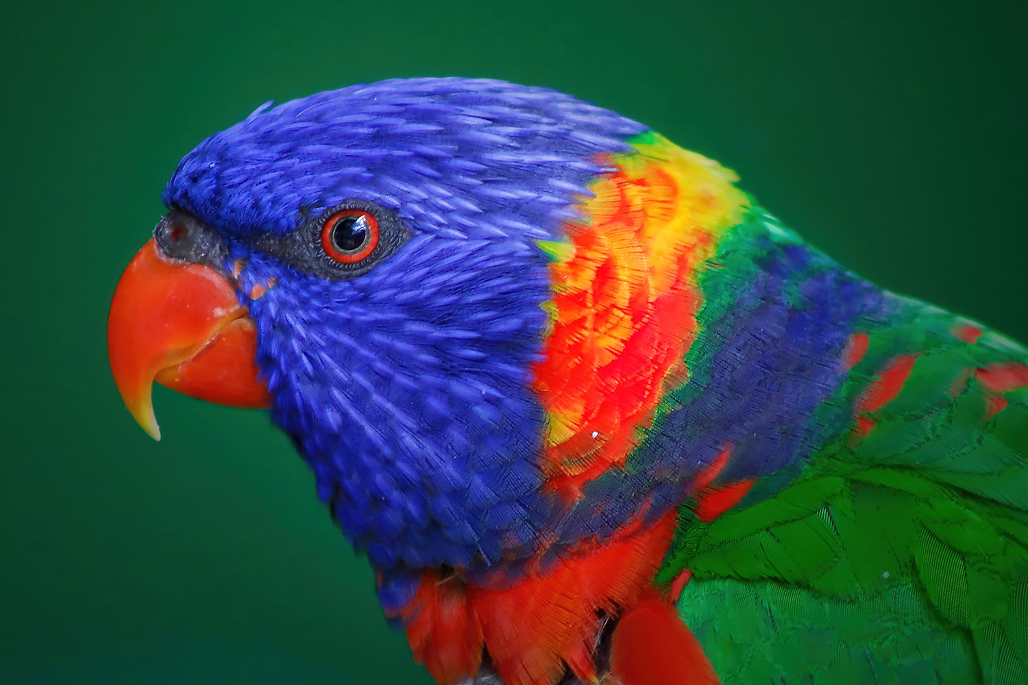 Prismatic Majesty.jpg