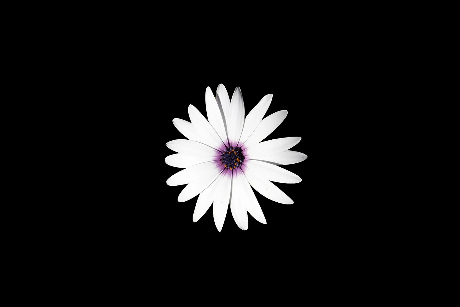 Lone Blossom.jpg