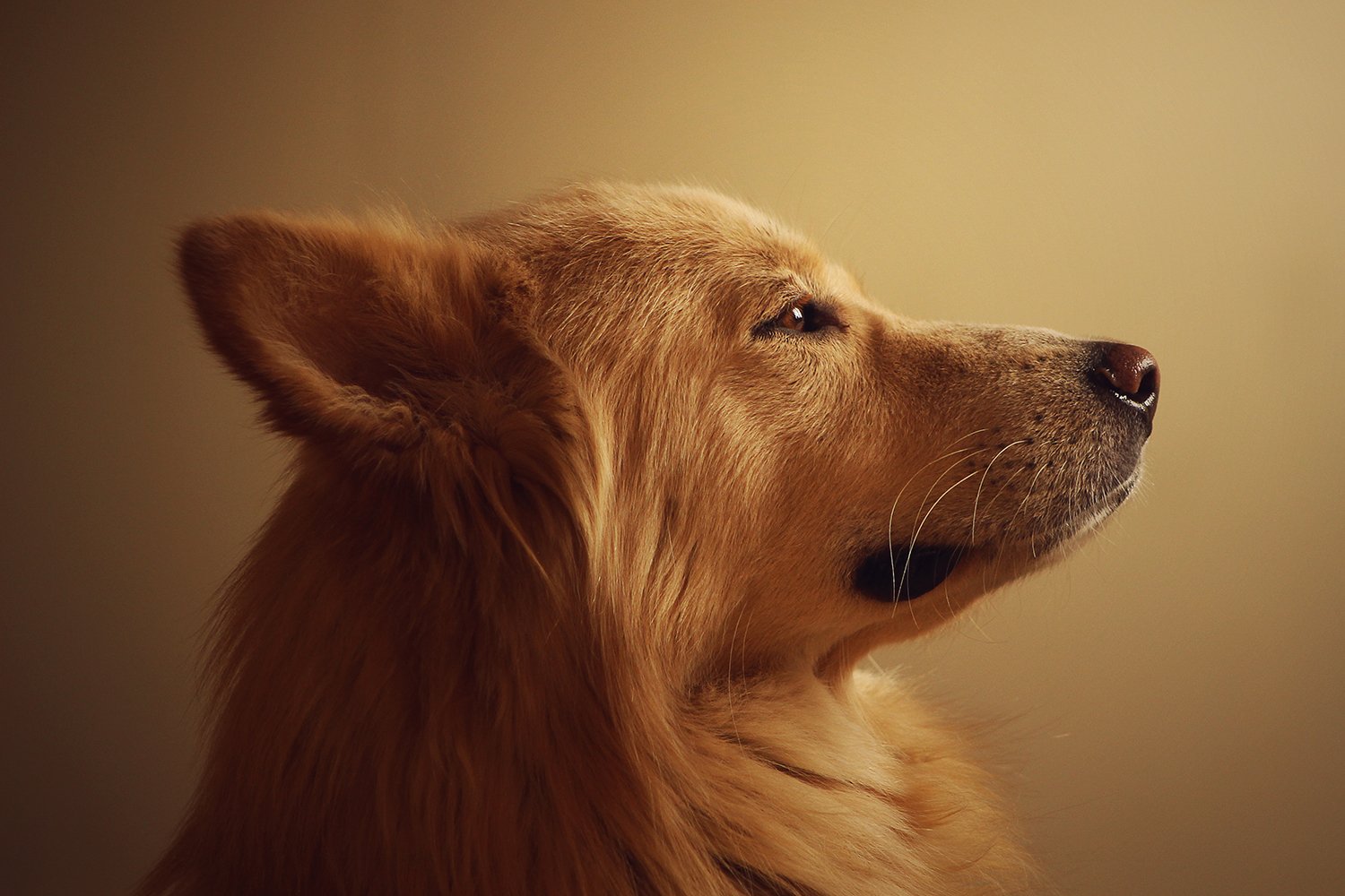 Regal Companion.jpg