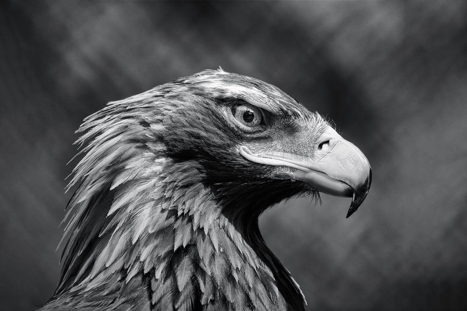 Majesty in Profile.png