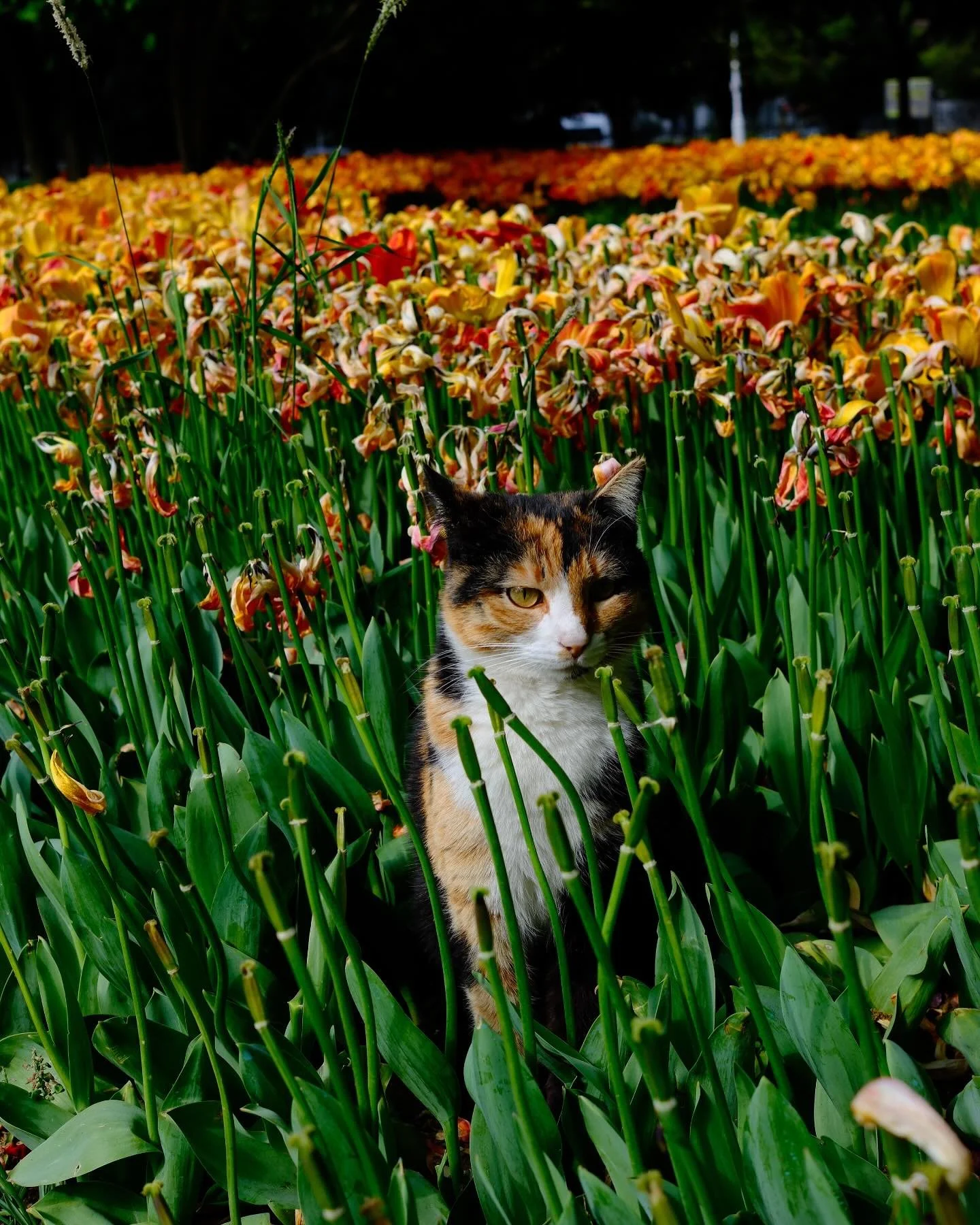 #fujifilm #fujifilmphotography #fujixt50 #cat #cats_of_instagram