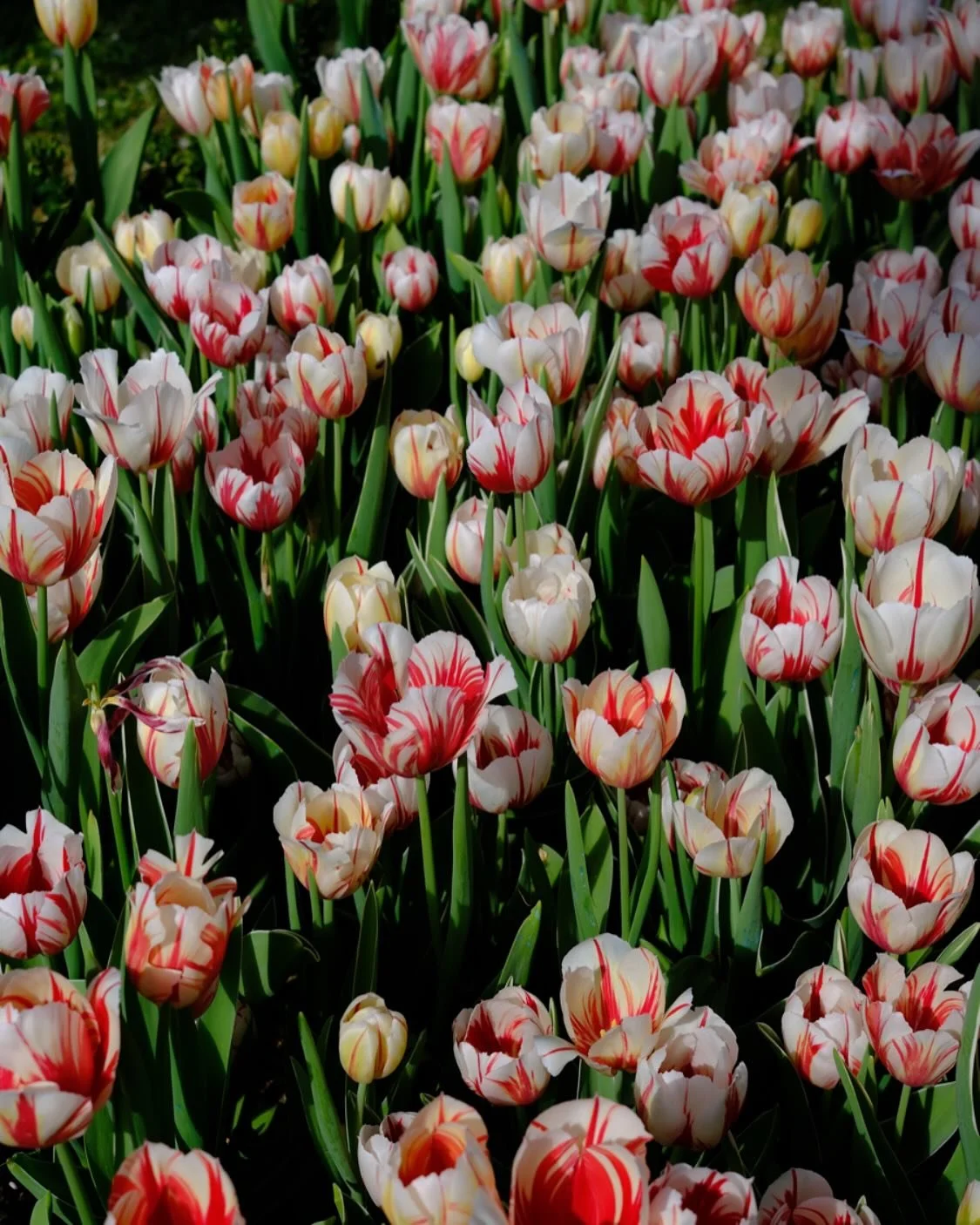 Tulips 🌷 season #tulip #tulips#flower#fujifilmxt50#fujifilm #fujifilm_xseries