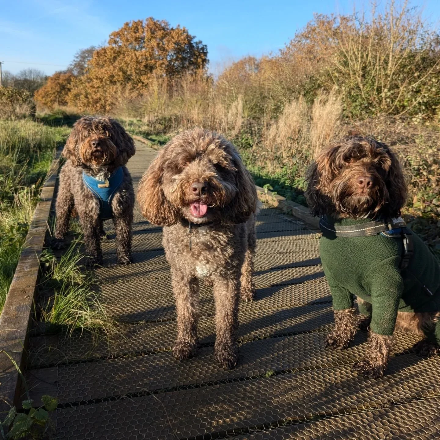 A few from the week! A little soggy, a little sunny! 🌞❄️🌧️

#dogwalker #norwichdogwalker #norwichdogs #norwichbusiness #dogsofnorwich #dogfriendlynorfolk #dogwalkernorwich #dogwalkingnorwich