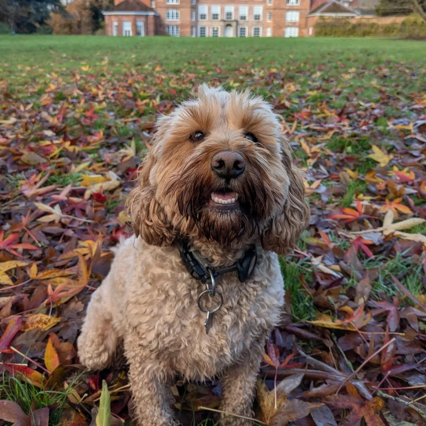 We love a smile from Rex! The sweetest smiley boy! 🤍

#dogwalker #norwichdogwalker #norwichdogs #norwichbusiness #dogsofnorfolk #dogsofnorwich  #dogwalkernorwich #dogwalkingnorwich #norfolkdogwalker #cockapoo