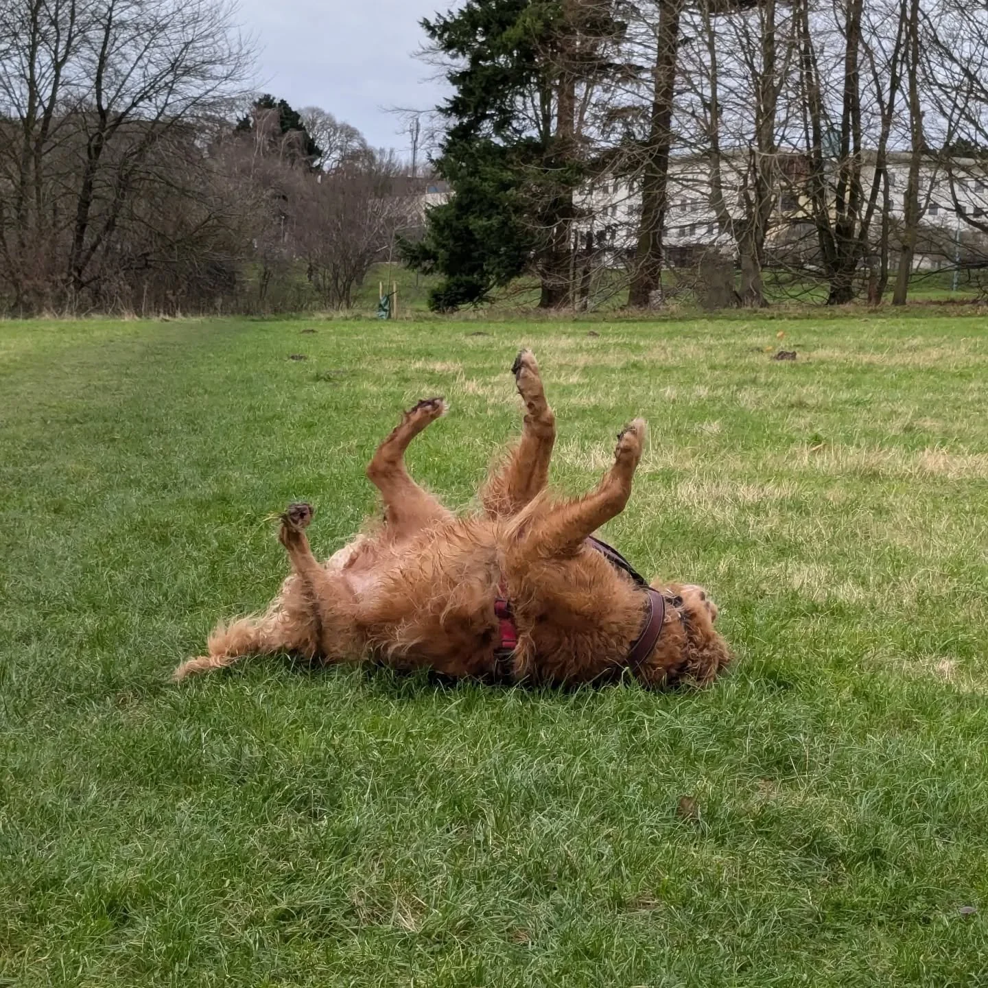 I love a Monday back with the doggies after the weekend - and today was a wonderful one! Lots of energetic and happy pups, which always keeps me smiling! ☺️🐾🤍

#dogwalker #norwichdogwalker #norwichdogs #norwichbusiness #dogsofnorwich #dogwalkernorw