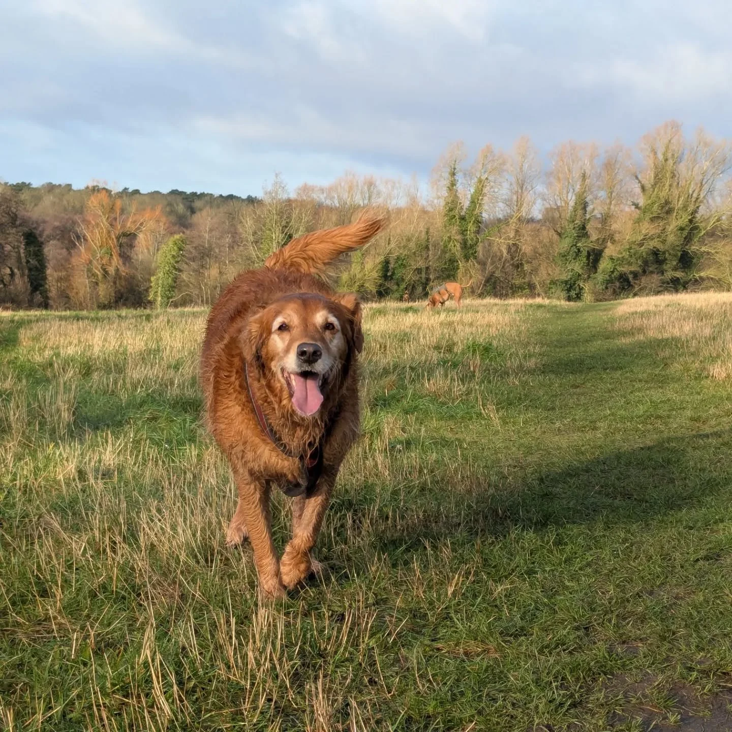 A wonderful welcome back to walks - bright skies and happy dogs! ❄️🌞🤍

#dogwalker #norwichdogwalker #norwichdogs #norwichbusiness #dogsofnorfolk #dogsofnorwich #dogfriendlynorfolk #dogwalkernorwich #dogwalkingnorwich #norfolkdogwalker
