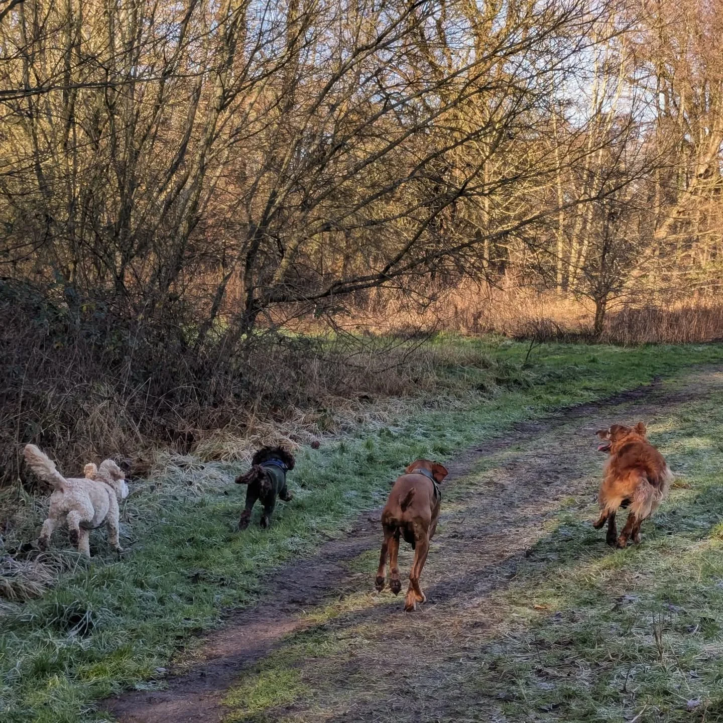 The very best POV. Watching the gang explore🐾🤍

#dogwalker #norwichdogwalker #norwichdogs #norwichbusiness #dogfriendlynorfolk #dogwalkernorwich #dogwalkingnorwich