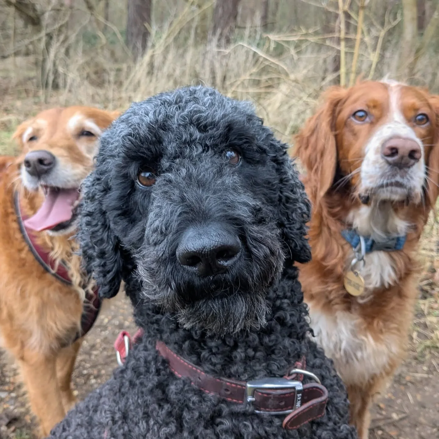 Accidentally taking promo shots for Nelly, Jumble and Herbie's new album. 🐾🎶✨

#dogwalker #norwichdogwalker #norwichdogs #norwichbusiness #poodle #goldenretriever #setter