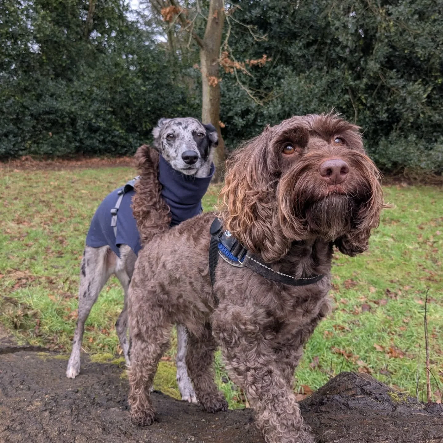 It's a big one! A few favourites from January! 🌞🌧️🐾🤍

#dogwalker #norwichdogwalker #norwichdogs #norwichbusiness #dogsofnorwich #dogfriendlynorfolk #dogwalkernorwich #dogwalkingnorwich #norfolkdogwalker