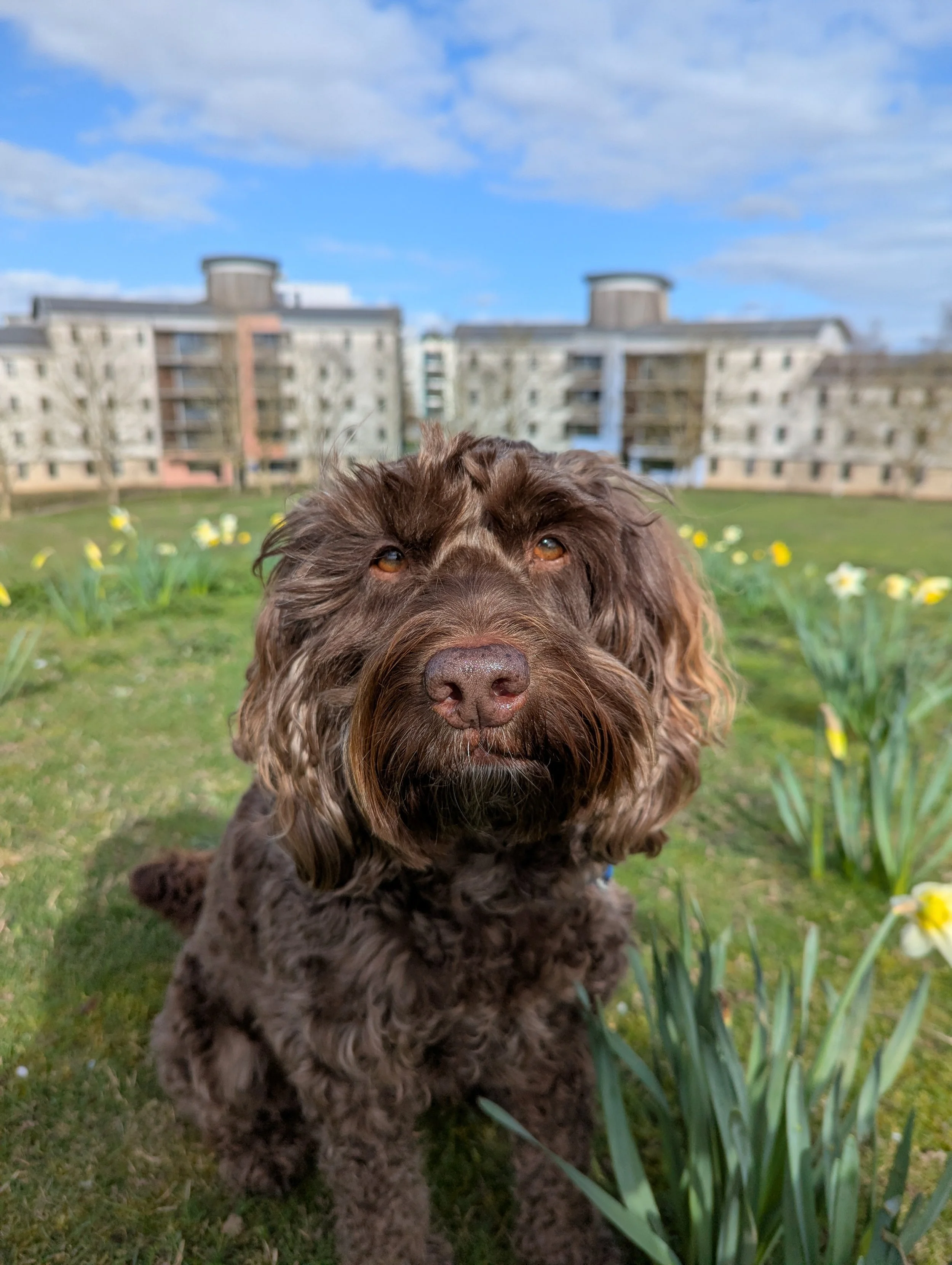 A brown cockapoo amongst flowers