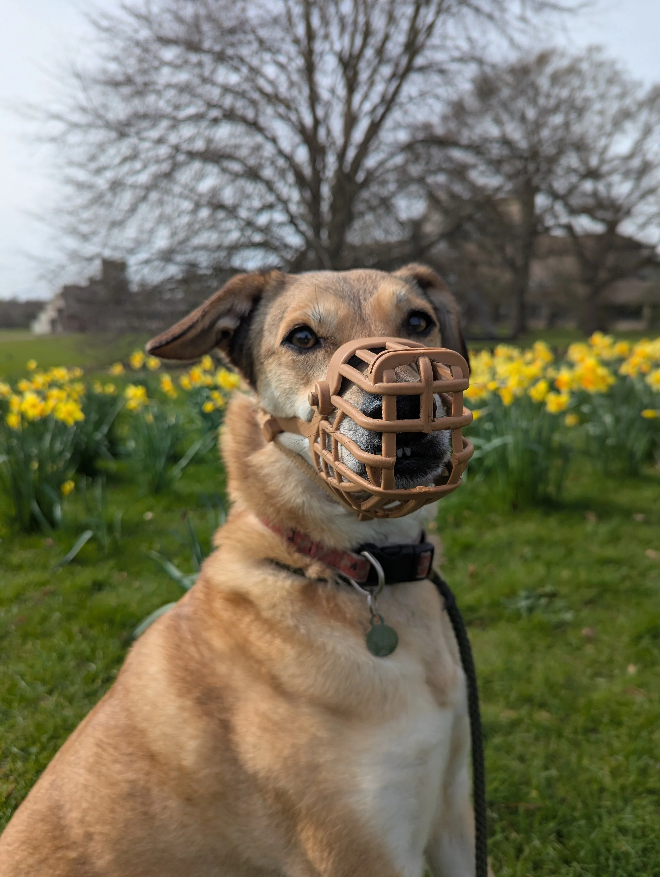 A Romanian rescue dog with daffodils