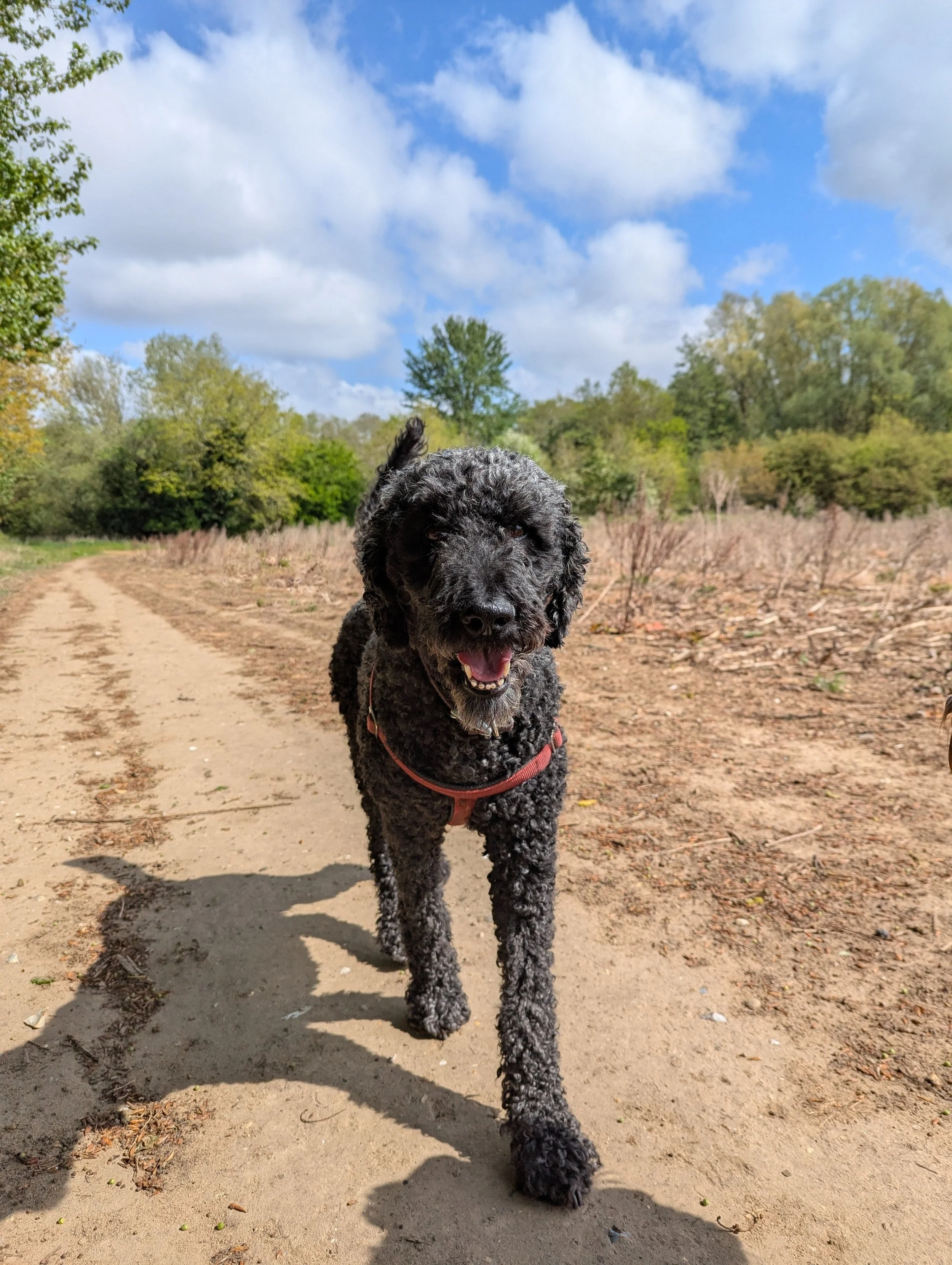 A black poodle in a field going for a walk