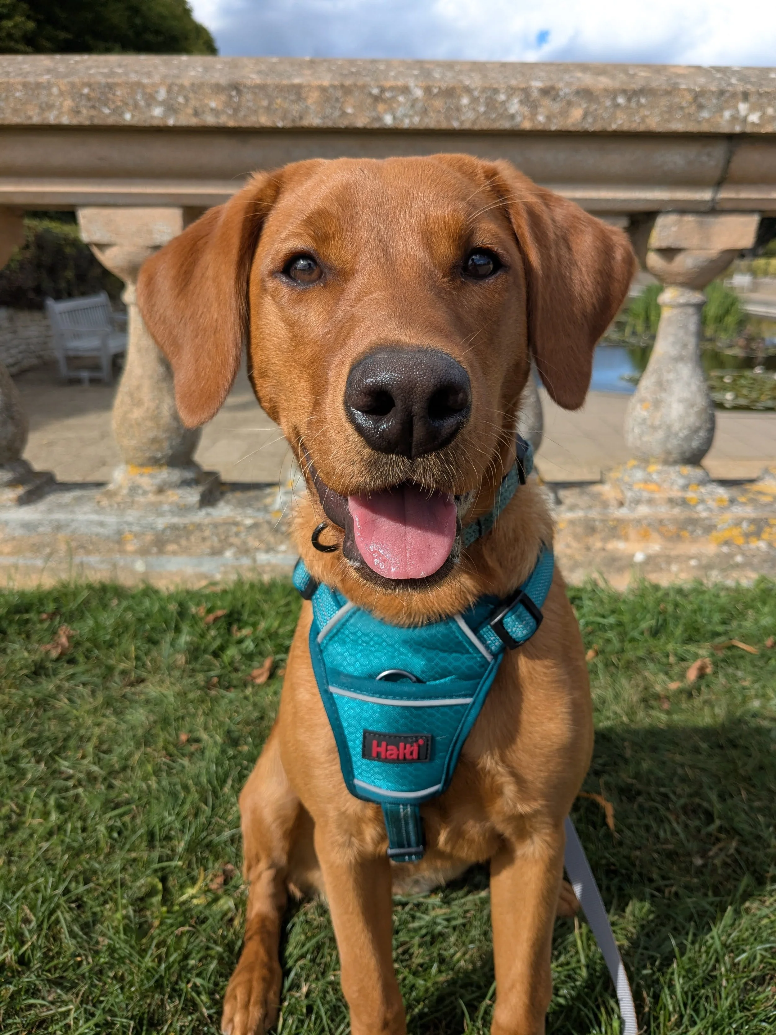 A red labrador at the park