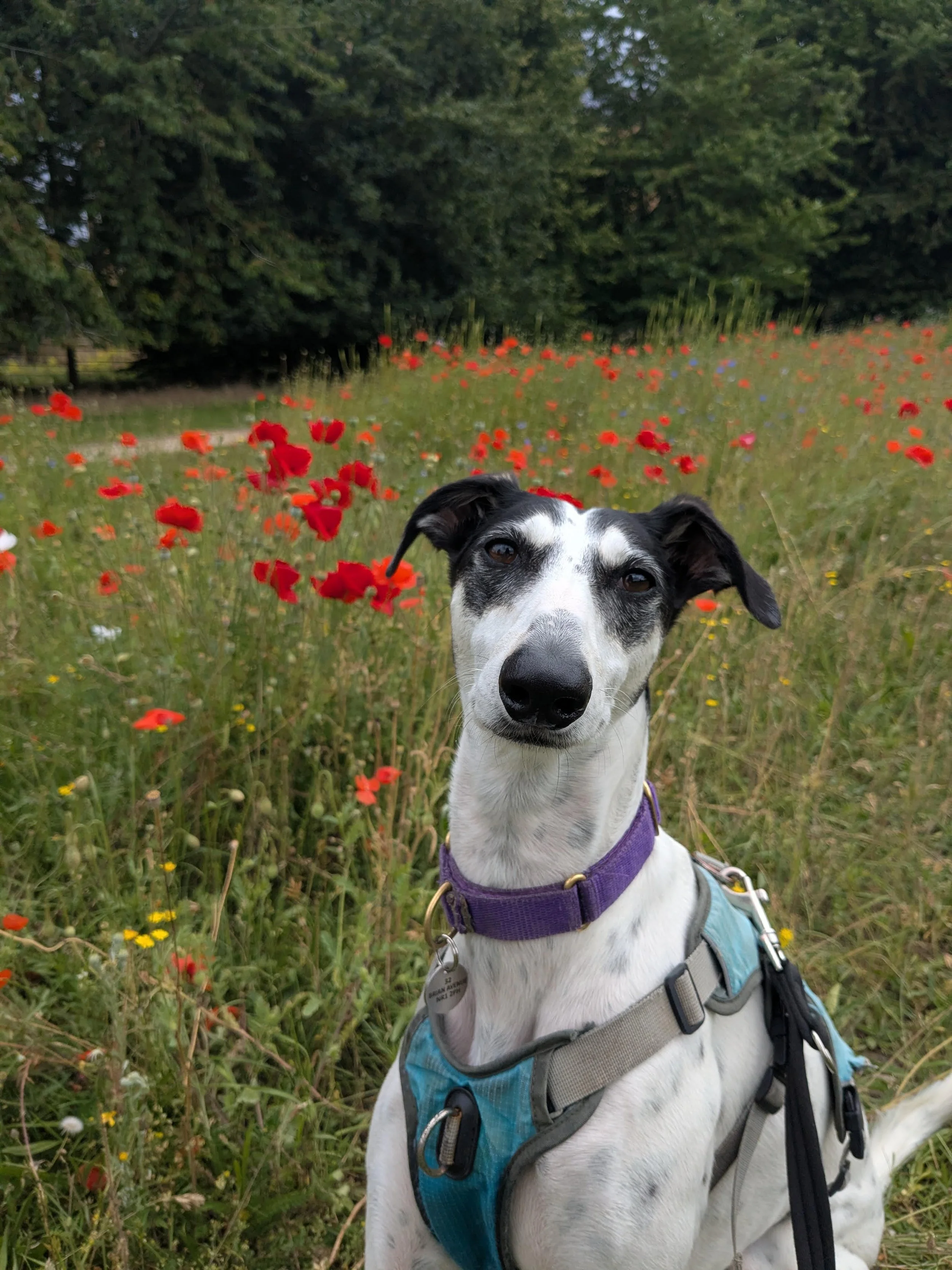 A greyhound in a poppy field