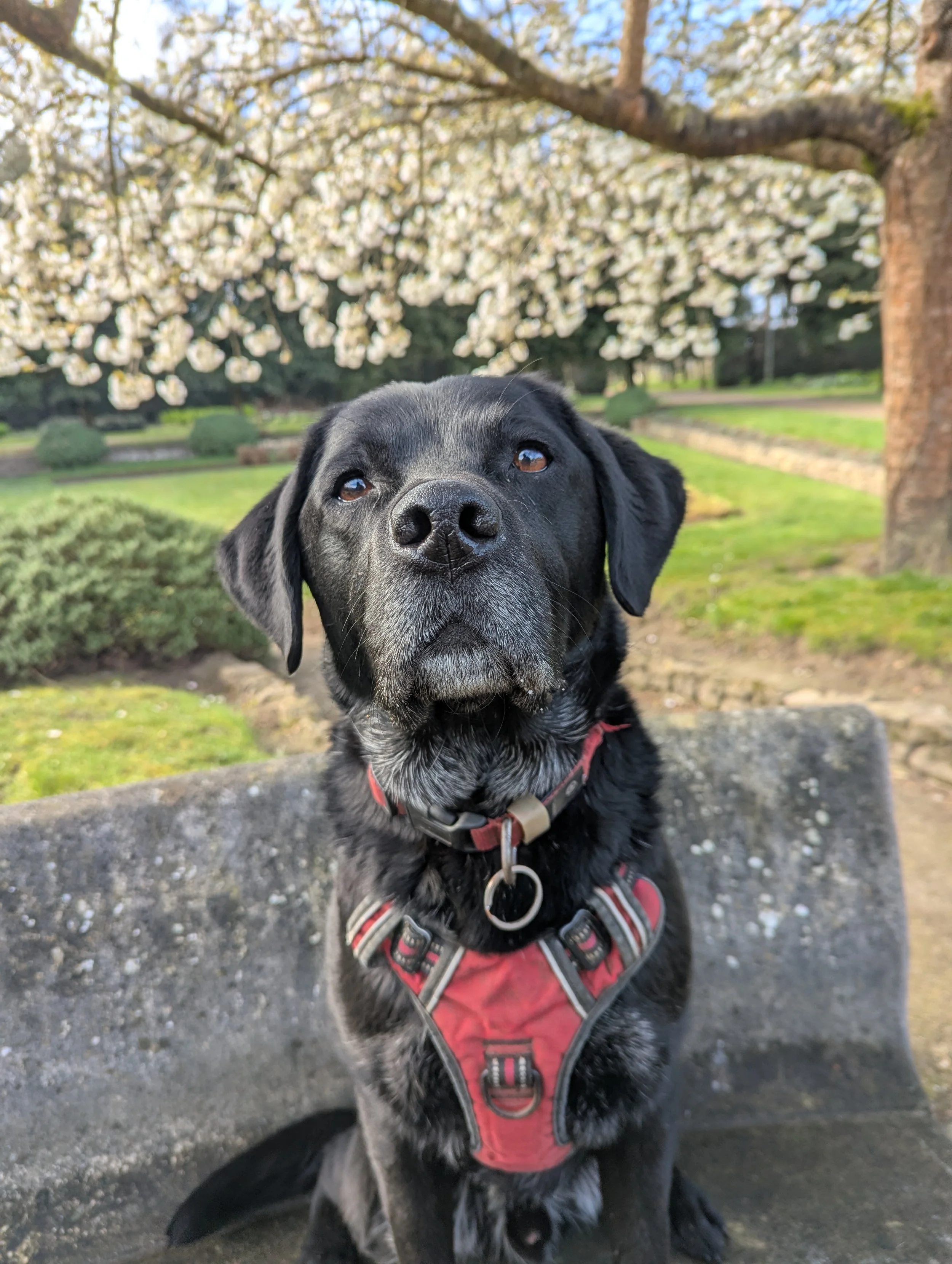 A black Labrador siting on a concrete bench in a park